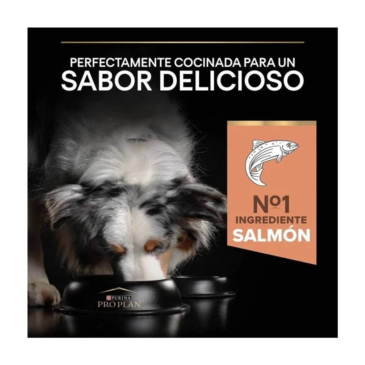 Pies je z czarnej miski. Tekst mówi: 