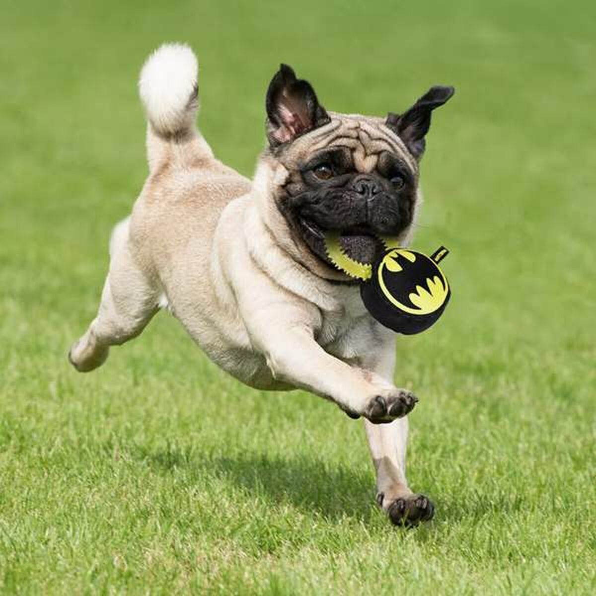 Beiger Mops rennt auf grünem Gras, hält Batman-Spielzeug im Maul. Der Hund ist in der Luft, fröhlicher Ausdruck.