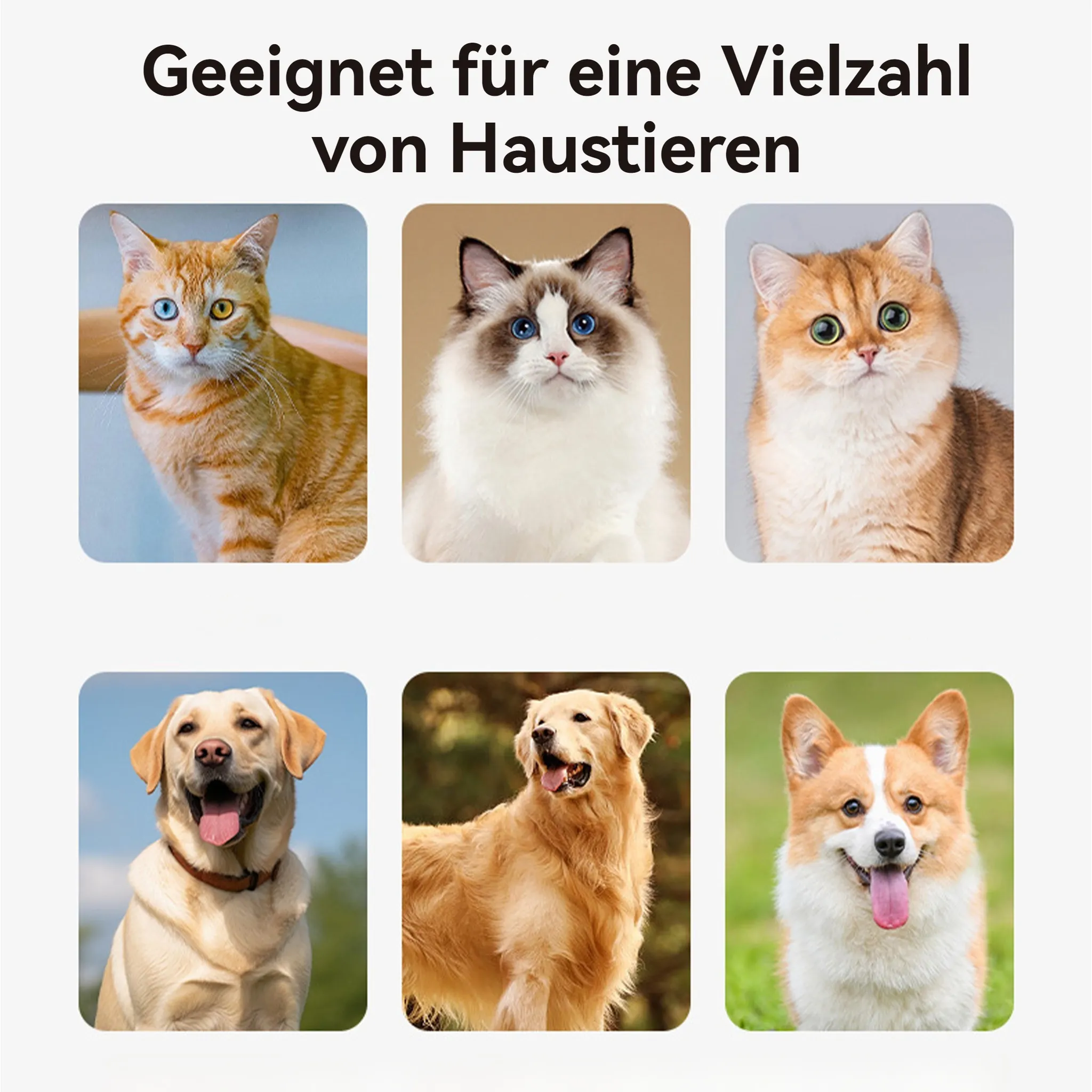 Das Bild zeigt sechs Haustiere: drei Katzen und drei Hunde. Die Katzen sind orange, weiß und golden. Die Hunde sind gelb, golden und Corgi.