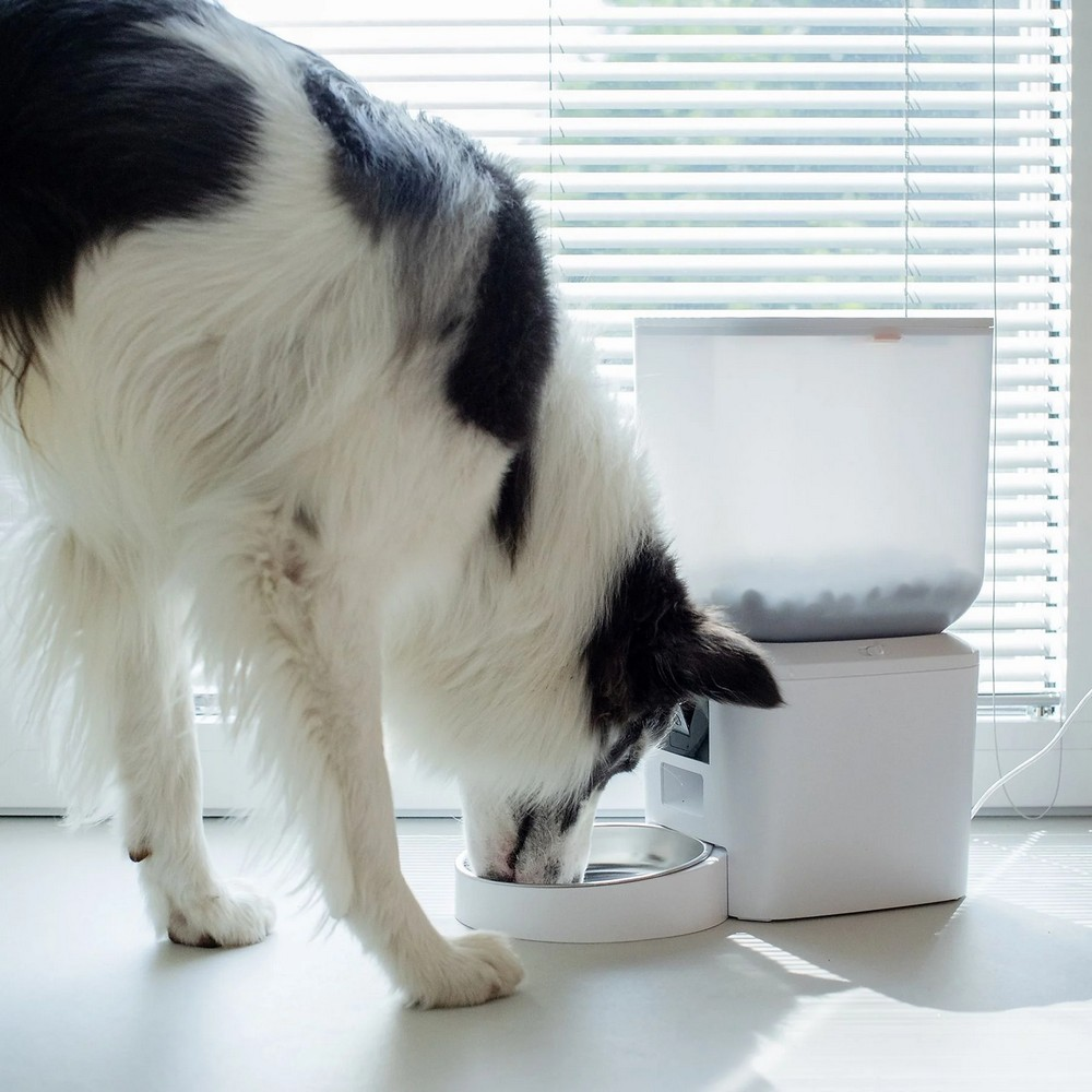 Ein schwarz-weißer Hund frisst aus einer Schüssel. Daneben befindet sich ein weißer Futterautomat, im Hintergrund ein Fenster mit Jalousien.