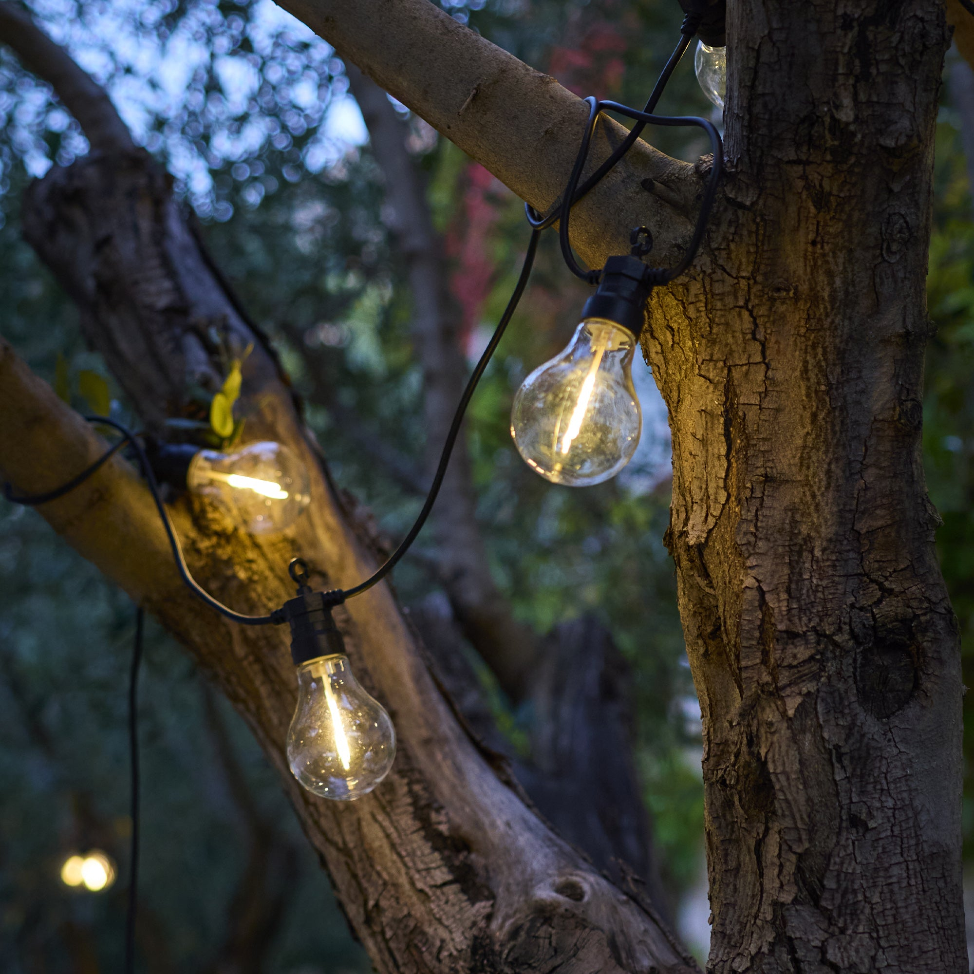 String lights with glowing bulbs hang from tree branches. The background is a blurred view of other trees.