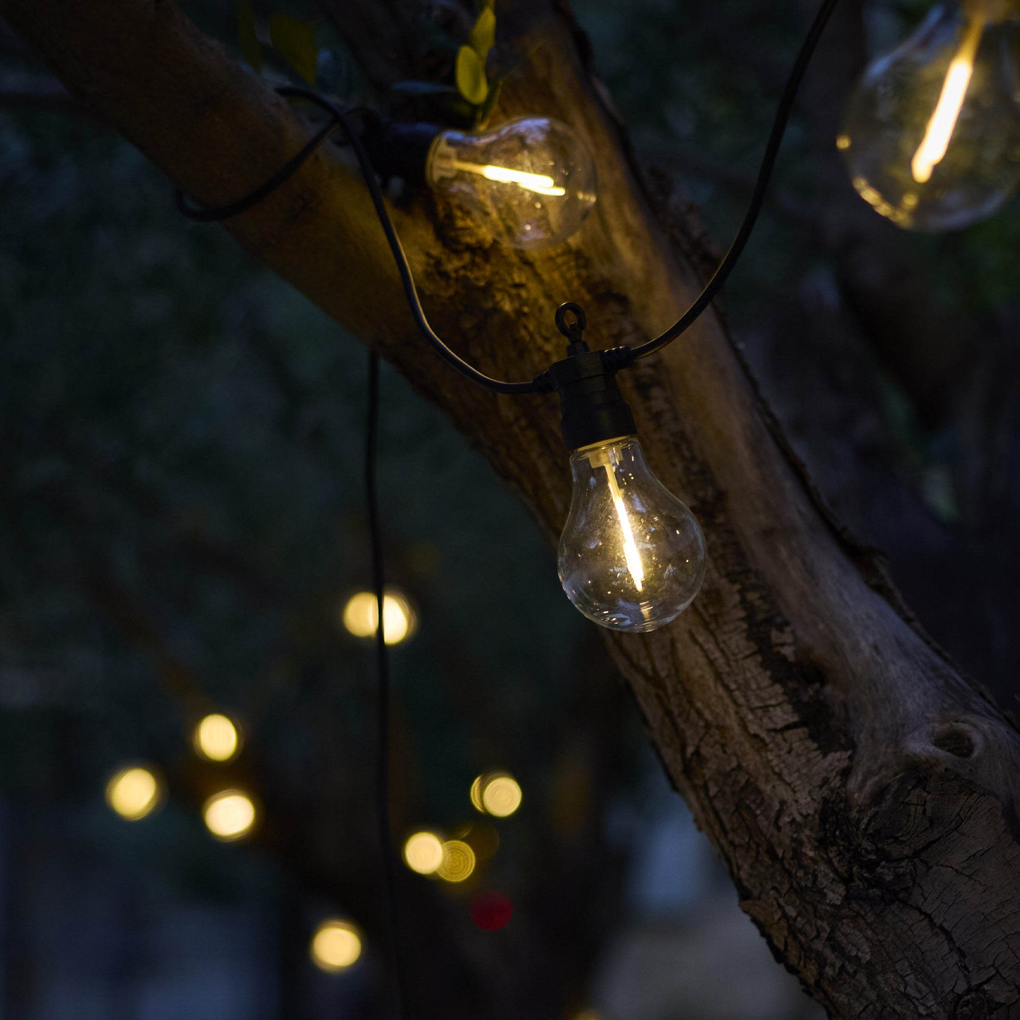 String lights with glowing bulbs hang on a tree branch, with blurred lights in the background.