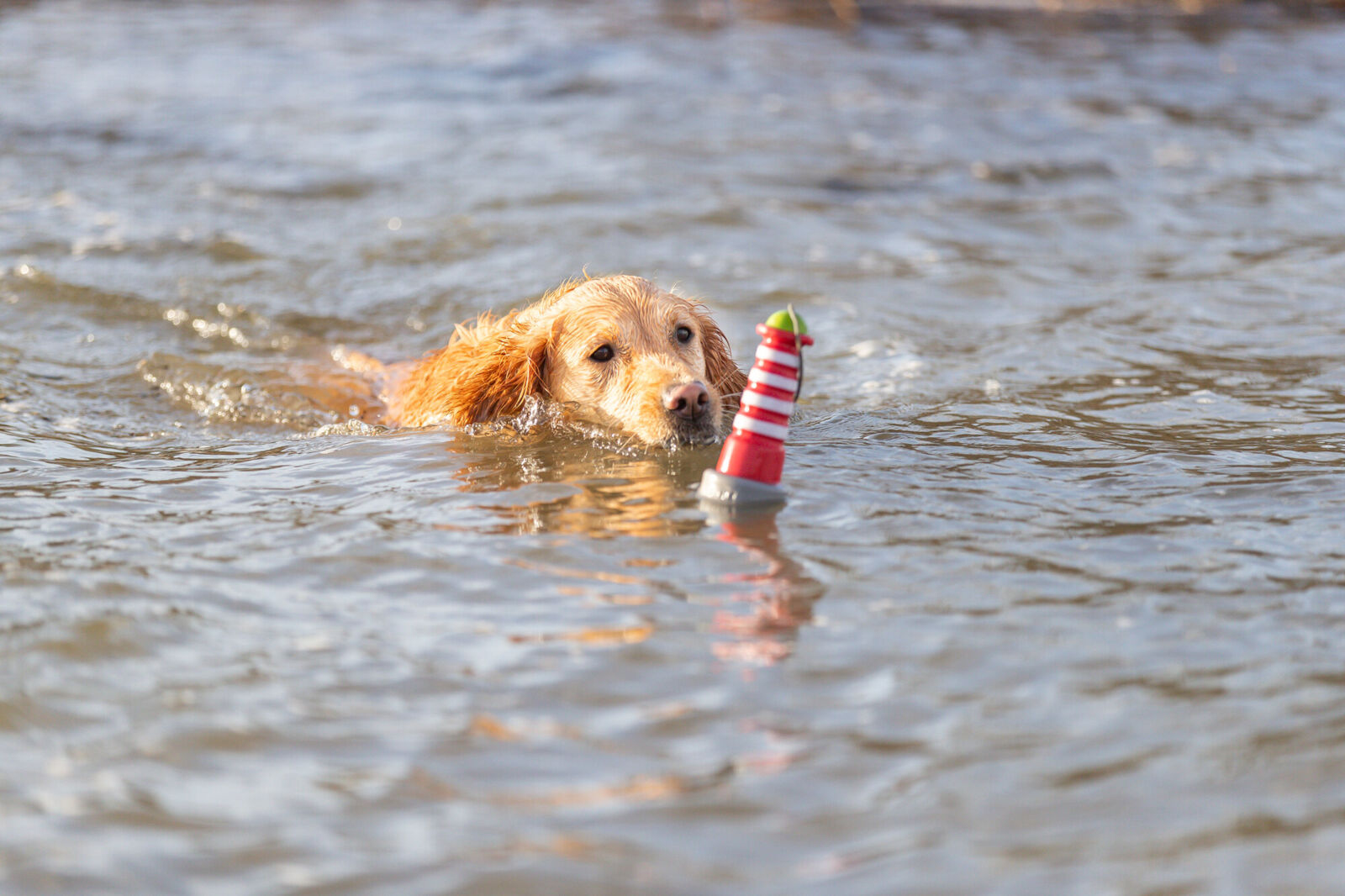 Golden retriever płynie w wodzie w kierunku zabawkowego latarni morskiej. Głowa psa jest nad wodą. Zabawka jest czerwono-biała.