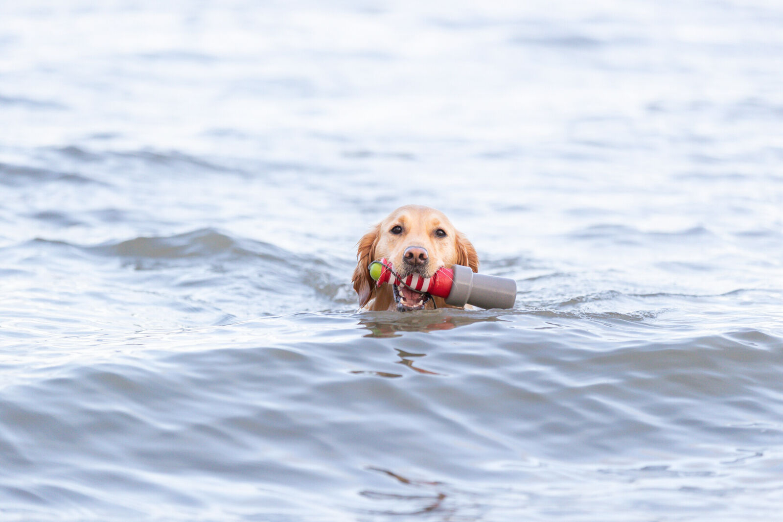Golden retriever pływa w wodzie, trzymając zabawkę. Zabawka jest czerwona, biała i szara.