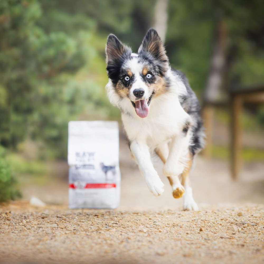 Pies z niebieskimi oczami skacze do przodu z językiem na wierzchu. Po lewej stronie torba z karmą dla psów. W tle zielone drzewa.