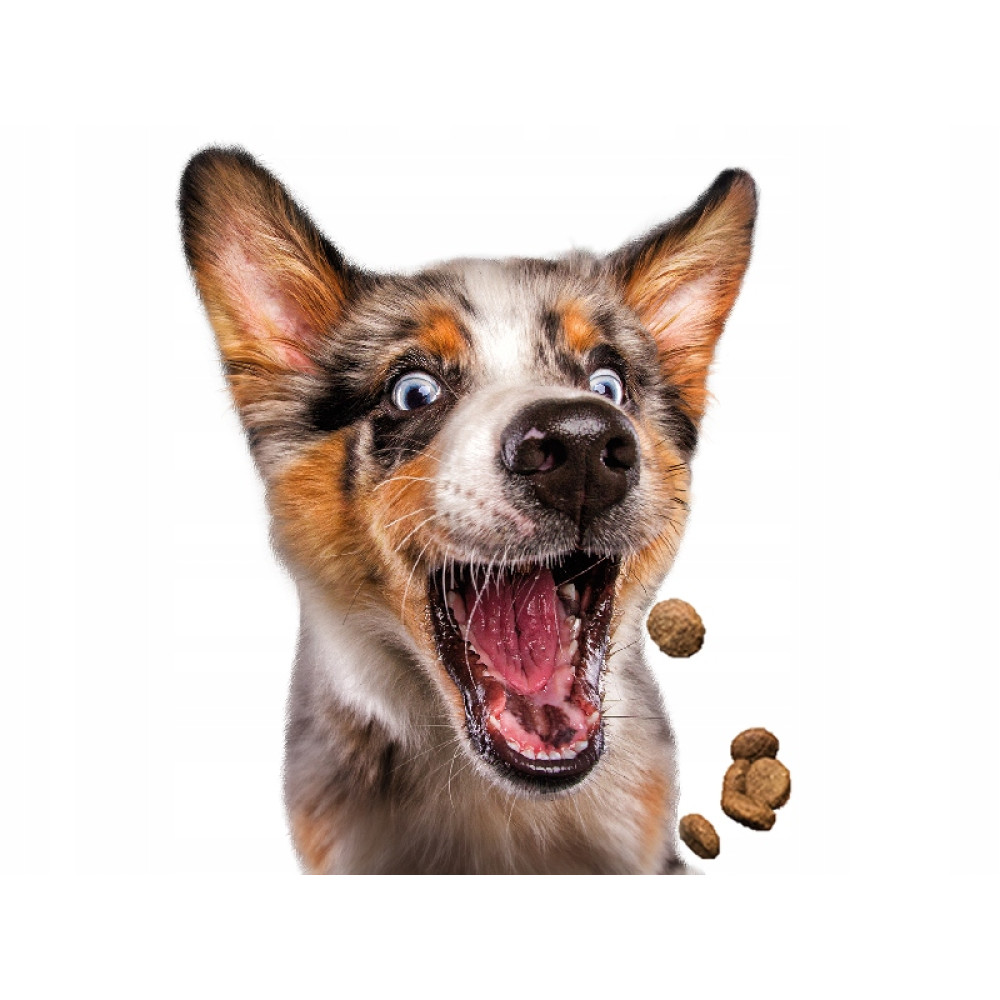 Pies z otwartą paszczą, szeroko otwartymi oczami, patrzący w górę. Brązowe i białe futro. Brązowe kawałki jedzenia w powietrzu.