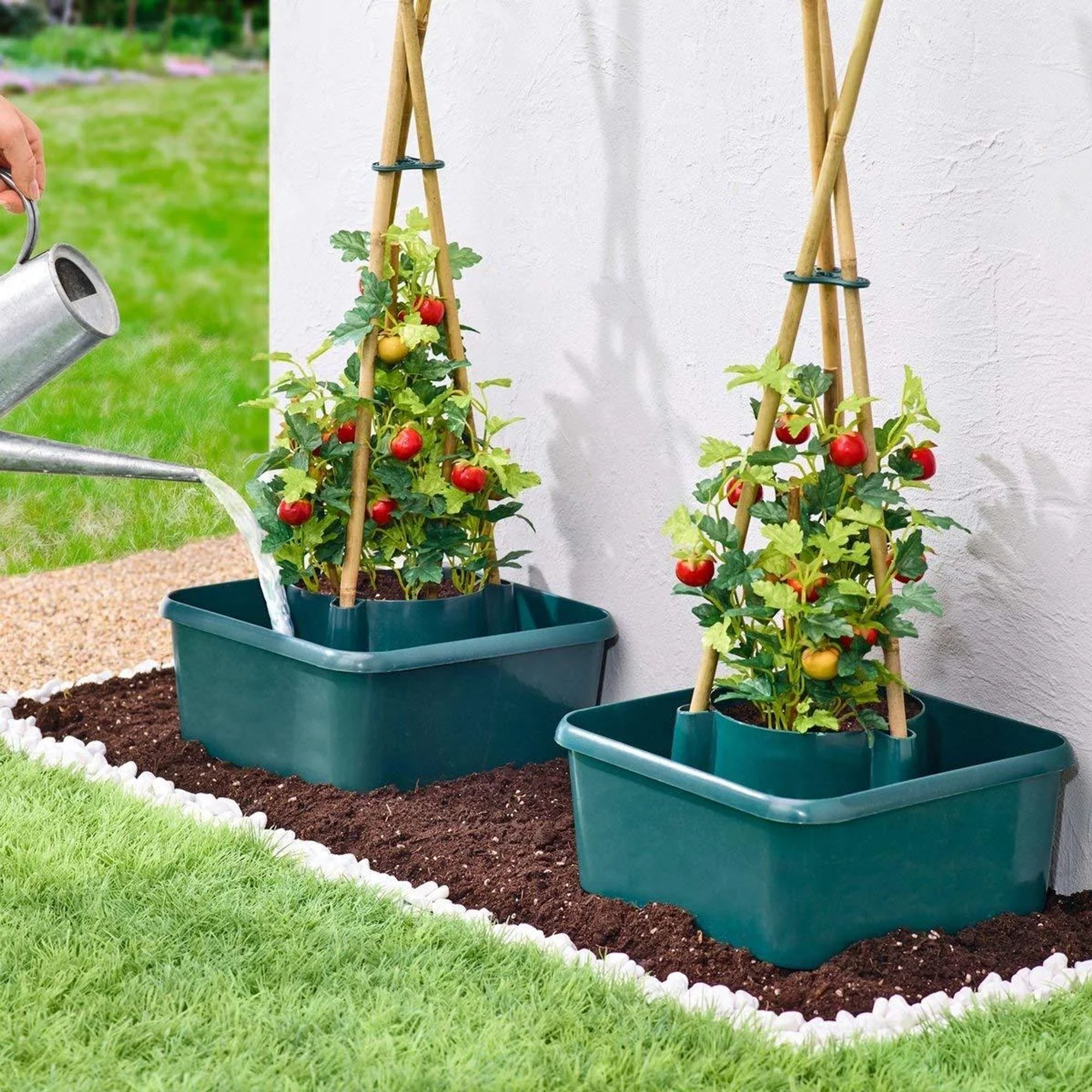Zwei Tomatenpflanzen in grünen Pflanzkästen mit Bambusstützen, die bewässert werden. Weiße Wand und grünes Gras im Hintergrund.
