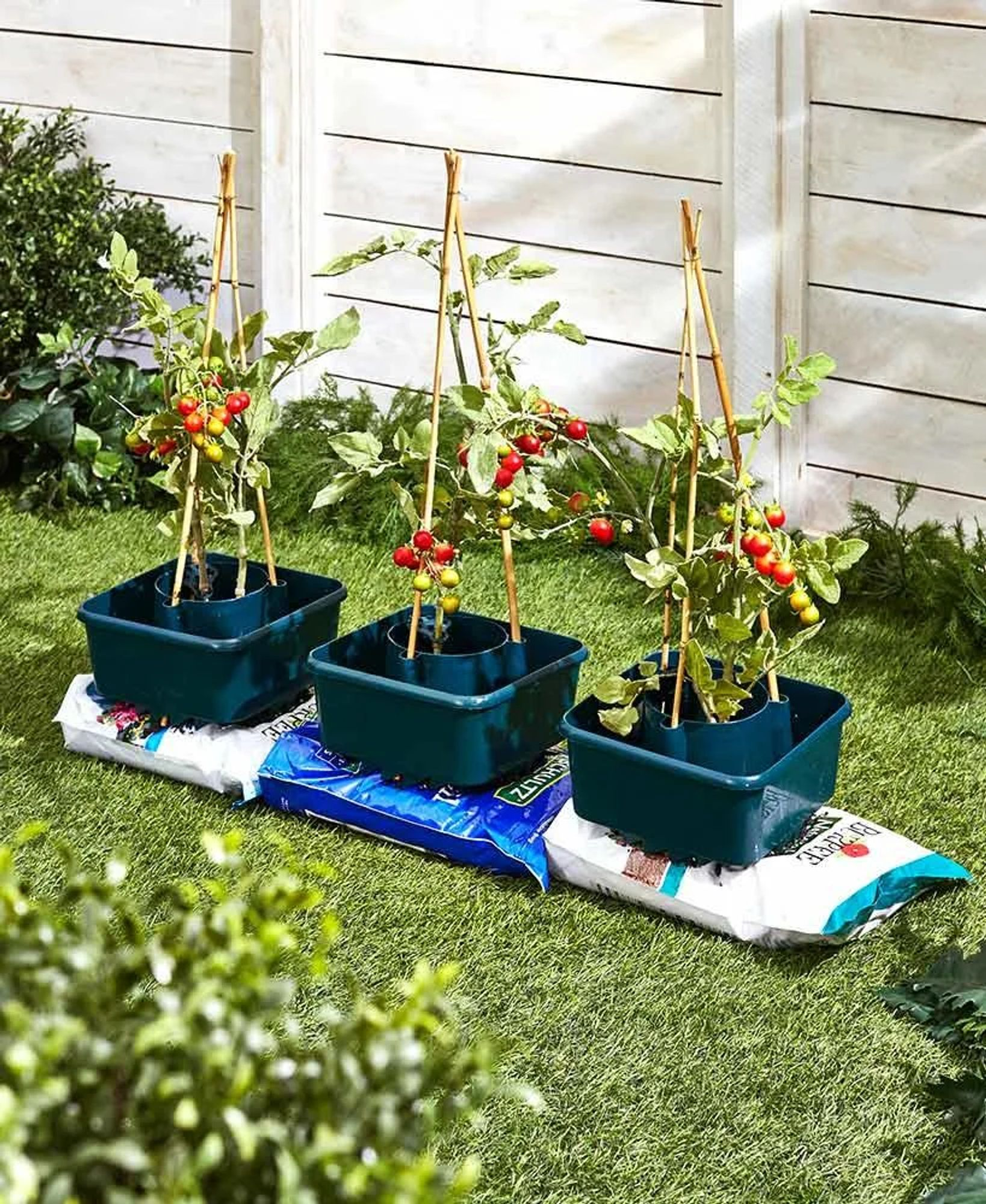 Drei Tomatenpflanzen in dunkelgrünen Pflanzgefäßen auf Erdsäcken, gestützt von Bambusstangen, auf Gras mit weißem Zaun.
