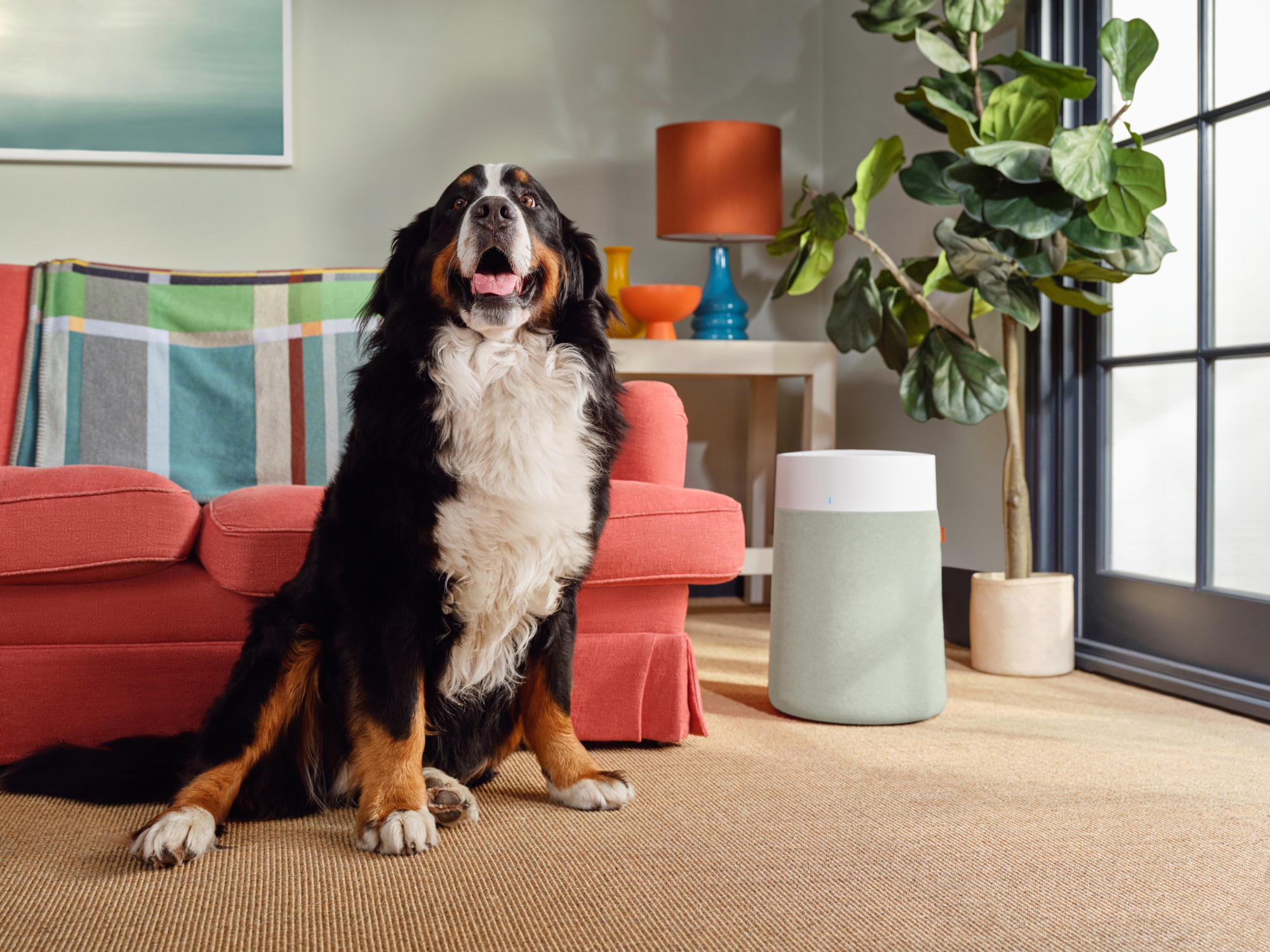 Un bovaro del Bernese è seduto in casa. È di fronte a un divano color corallo, un purificatore d'aria e una pianta verde. Il cane guarda in alto.