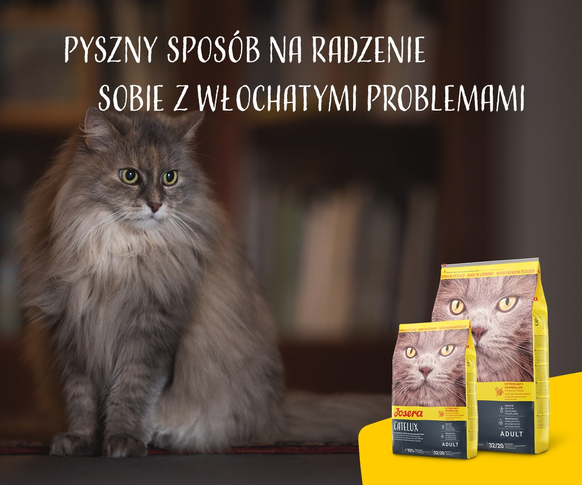 Puszysty szary kot siedzi obok toreb karmy dla kotów. Tekst po polsku brzmi: 'Pyszny sposób na radzenie sobie z włochatymi problemami'.