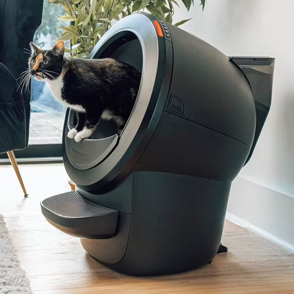 Un gatto calico è in una lettiera nera e automatizzata. Il gatto ha un mantello nero e arancione e zampe bianche. La lettiera è su un pavimento di legno.