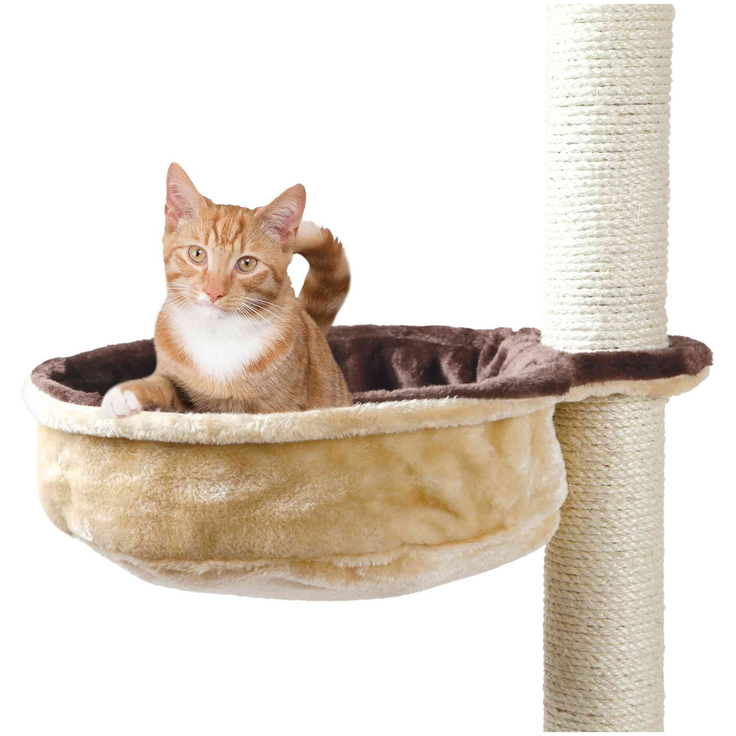 Un gatto arancione con il petto bianco è seduto in un letto per gatti su un albero per gatti. Il gatto guarda la fotocamera. Un palo di sisal è sulla destra.