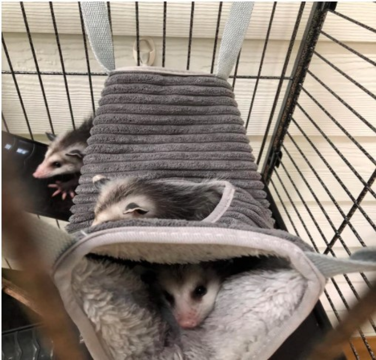 Drei Opossums in einer grauen Plüschhängematte in einem Käfig. Eines blickt von unten, zwei von oben.