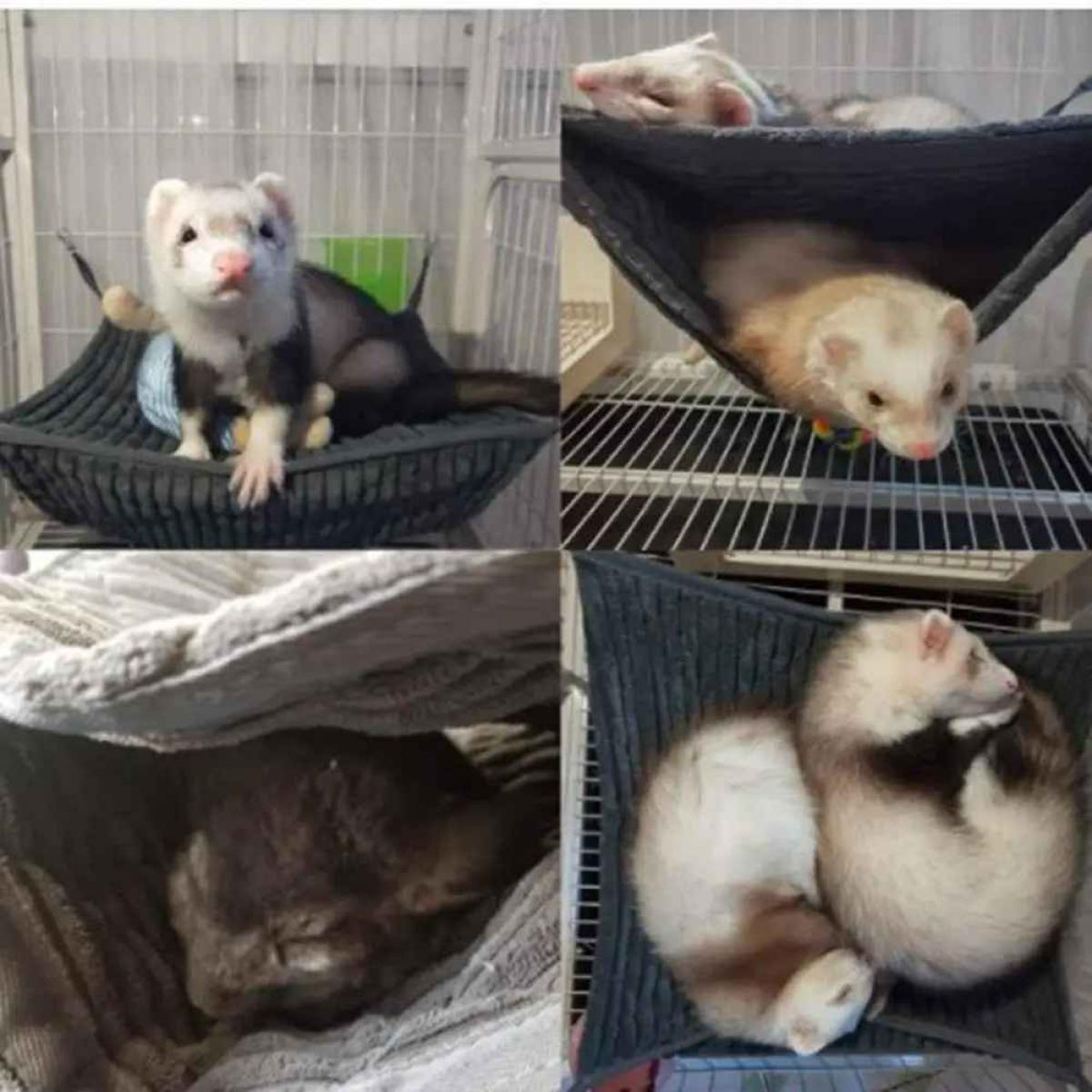 Vier Bilder von Frettchen in Hängematten und Käfigen. Sie haben weißes und braunes Fell. Einige schlafen, andere sind wach.