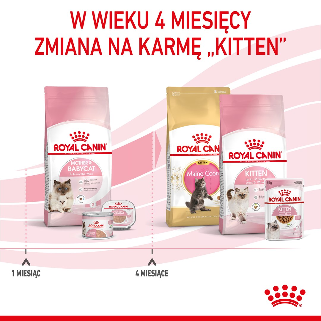 Obraz przedstawia produkty Royal Canin dla kotów: Mother & Babycat, Kitten i Maine Coon Kitten. Tekst podkreśla zmiany w diecie w wieku 4 miesięcy.