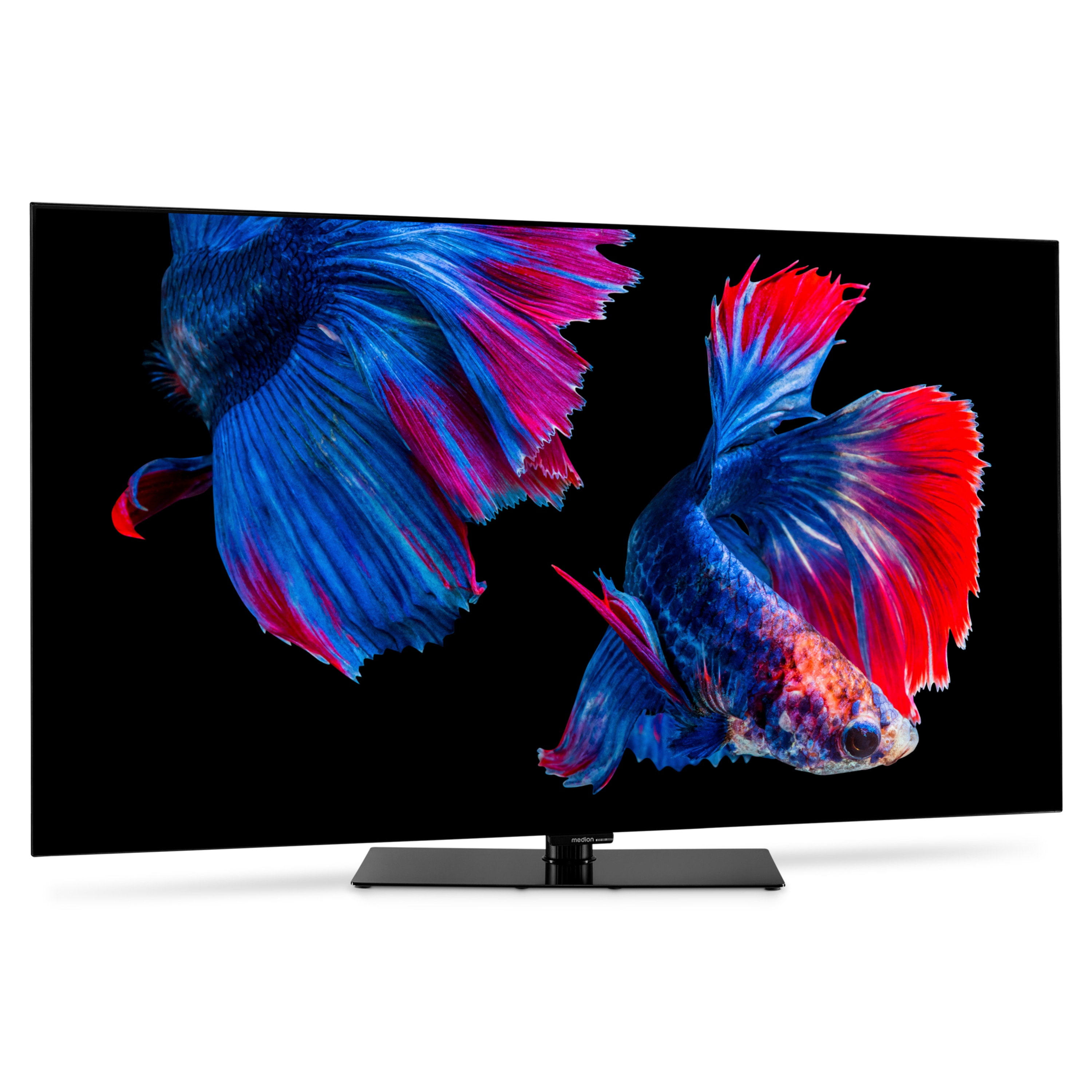 Ein Fernseher zeigt zwei Kampffische auf schwarzem Hintergrund. Fische haben blaue, rote und rosa Flossen.