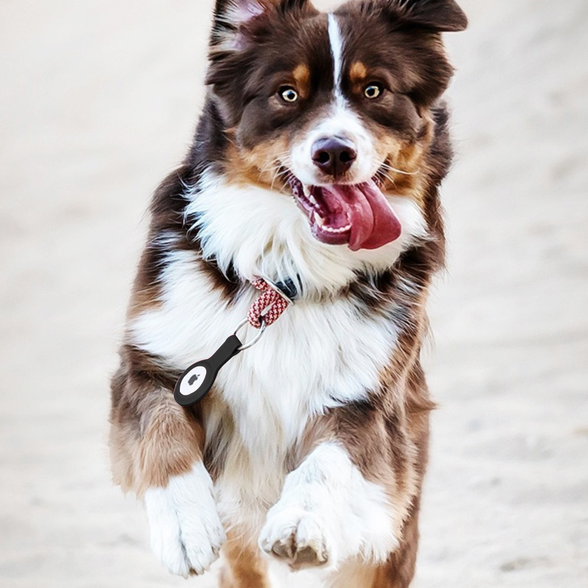Ein braun-weißer Hund rennt mit herausgestreckter Zunge auf die Kamera zu. Er trägt ein Halsband mit einem schwarzen Anhänger.