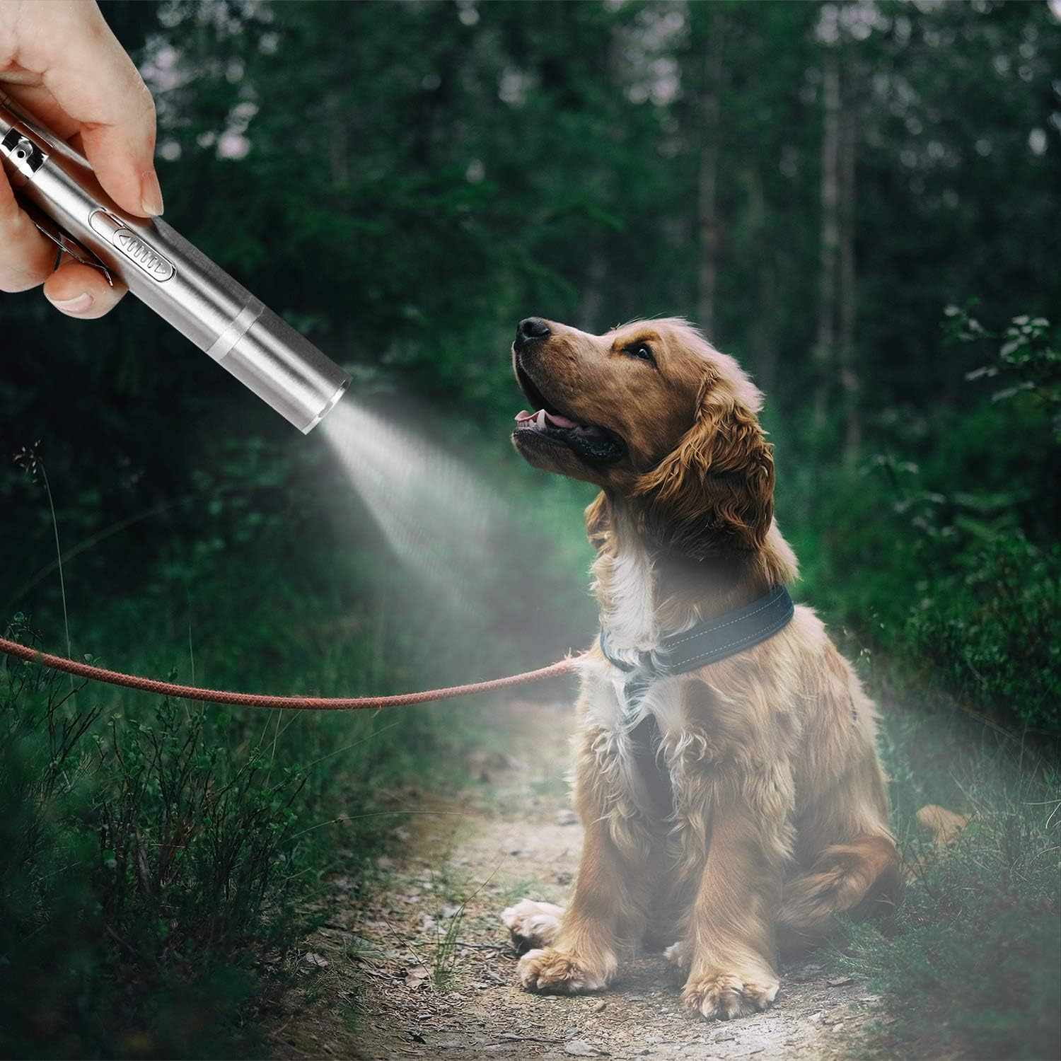 Eine Hand hält eine Taschenlampe, die auf einen goldenen Hund in einem Wald leuchtet. Der Hund schaut mit offenem Maul nach oben. Eine Leine ist befestigt.