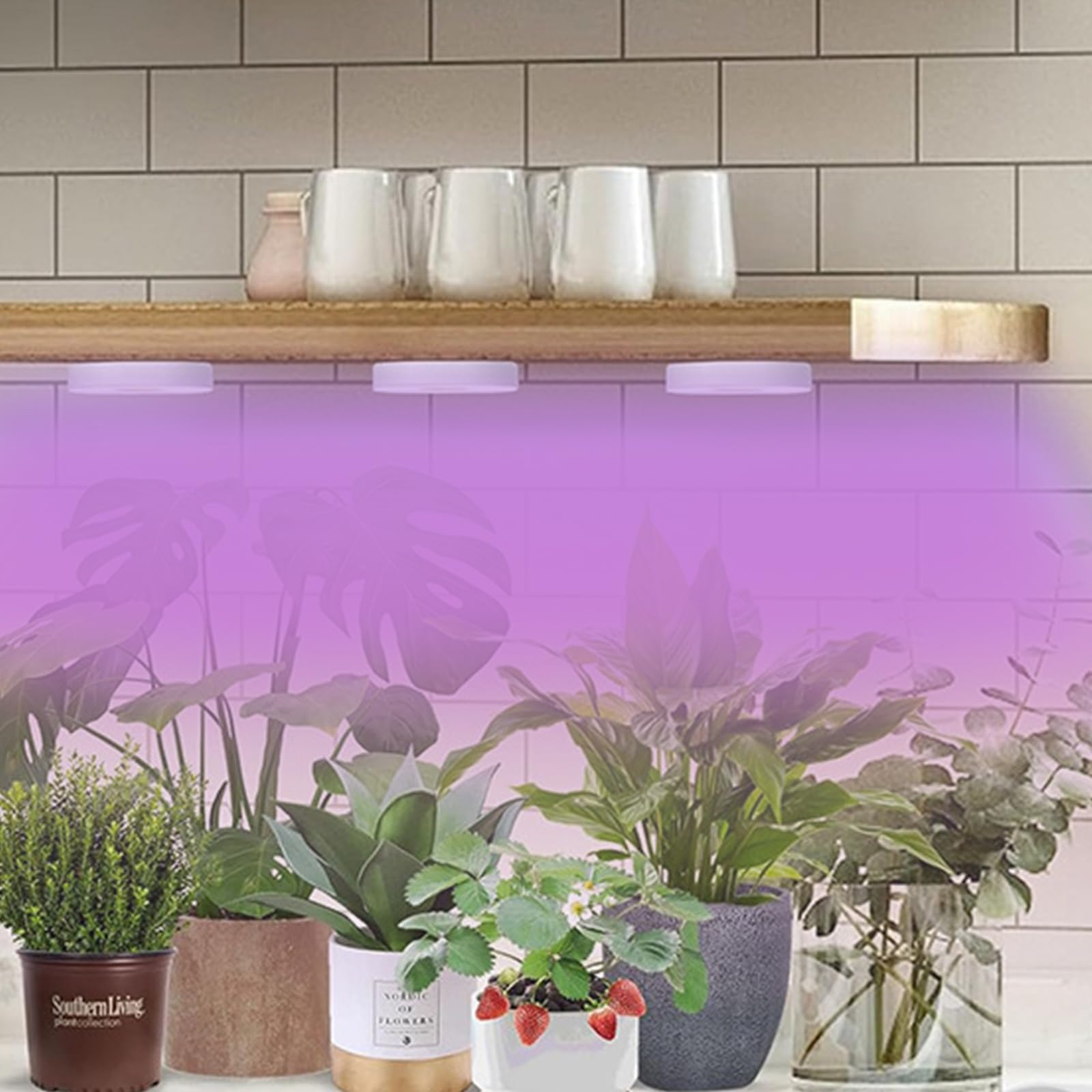 Pflanzen in Töpfen, Erdbeeren, Gläser auf einem Regal. Lila Licht über den Pflanzen. Weißer Fliesen Hintergrund.