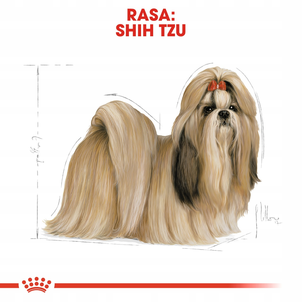 Ilustracja psa Shih Tzu z długim, płynącym włosem. Ma czerwoną kokardę i czarno-białą twarz. Tekst powyżej brzmi 'RASA: SHIH TZU'.