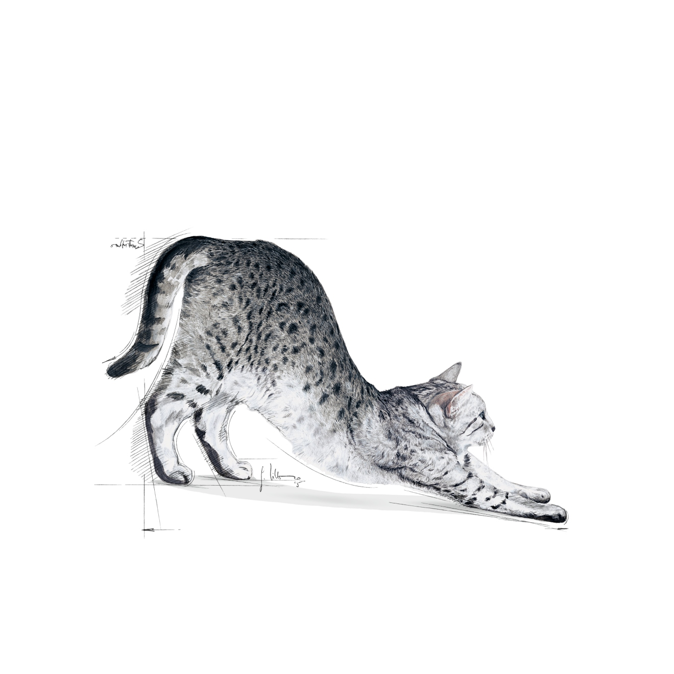 Szary cętkowany kot rozciąga się na białym tle. Wybija grzbiet i wyciąga przednie łapy.