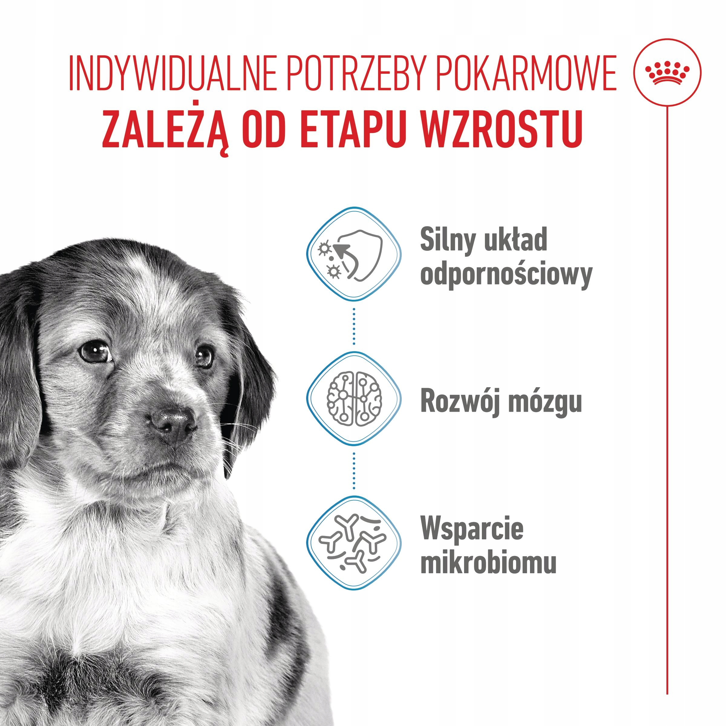 Szczeniak po lewej. Tekst po prawej opisuje układ odpornościowy, rozwój mózgu i wsparcie mikrobiomu.
