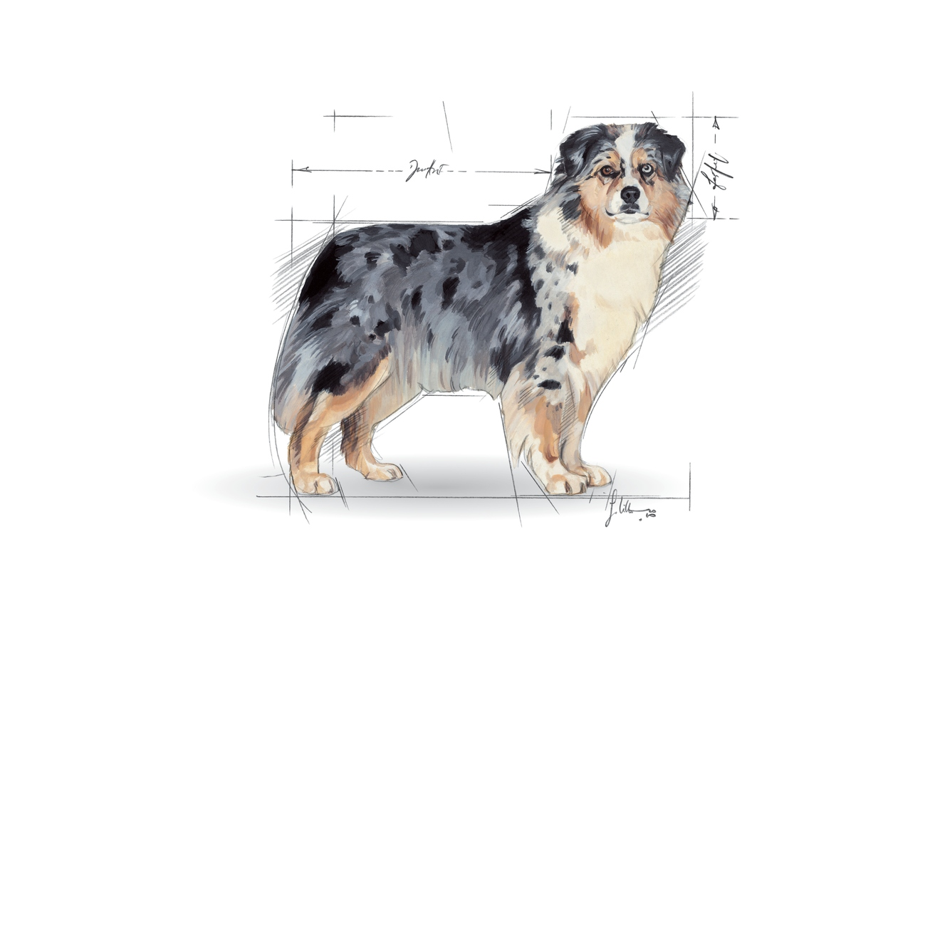 Un boceto de un perro pastor australiano. El perro está de pie, con una mezcla de pelaje negro, gris y marrón. Está sobre un fondo blanco.