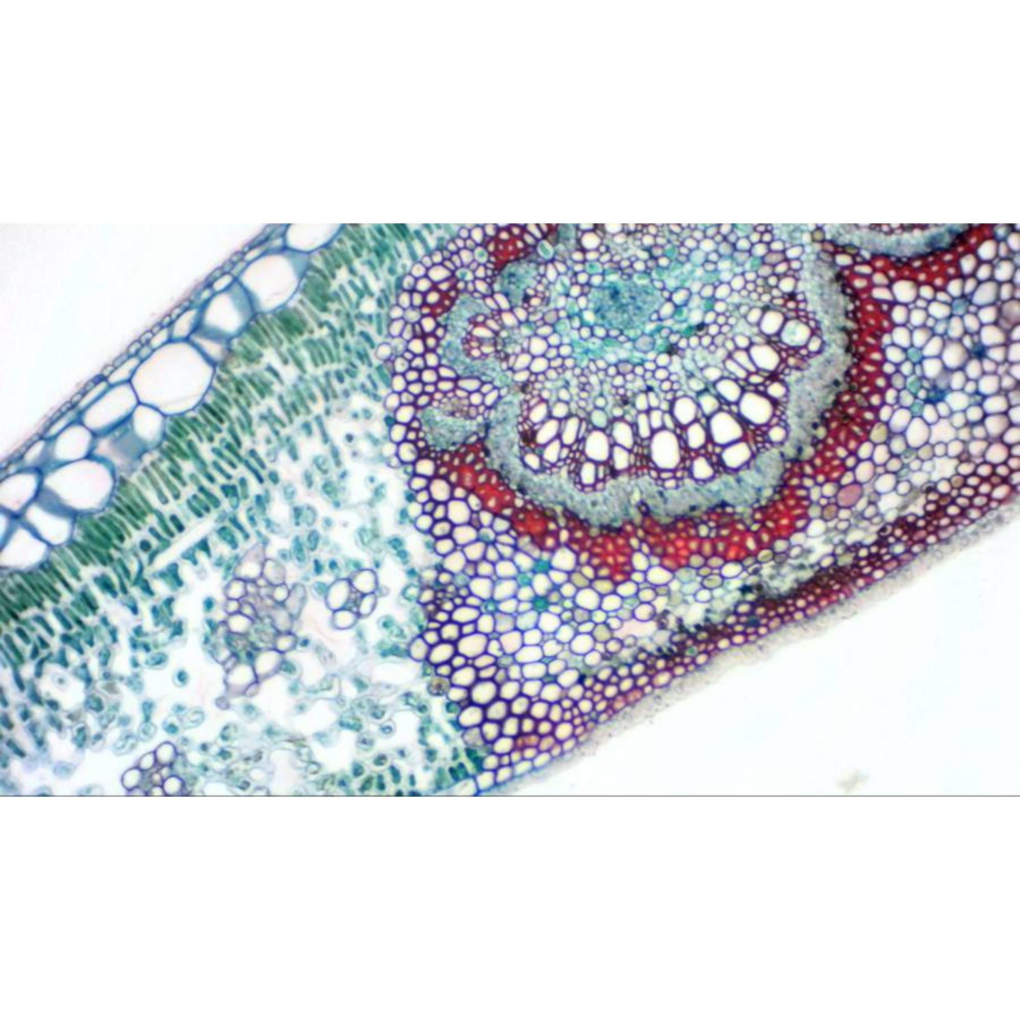 Mikroskopische Ansicht eines Pflanzenquerschnitts. Zellen sind in verschiedenen Farben: Blau, Grün und Rot. Der weiße Hintergrund vervollständigt die Ansicht.