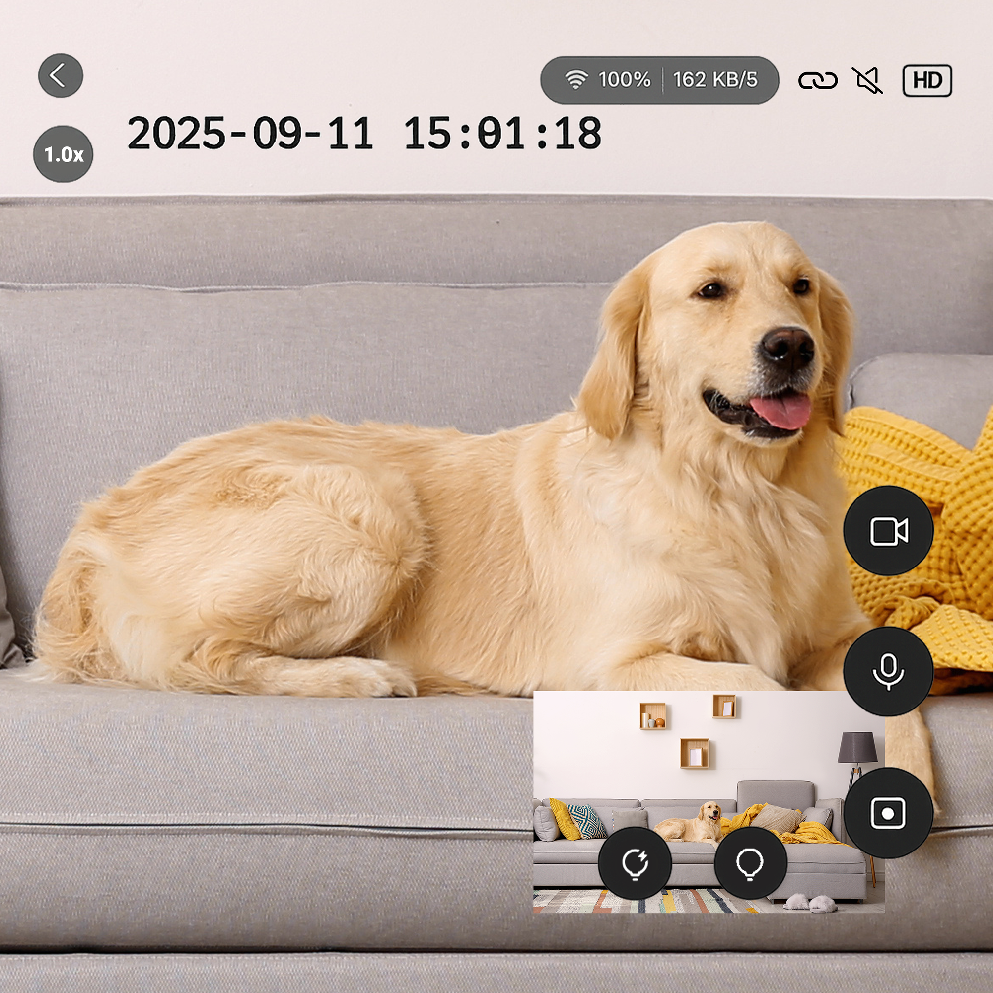 Un cane golden retriever sdraiato su un divano grigio con la lingua fuori. A destra, uno screenshot con un cane in soggiorno.