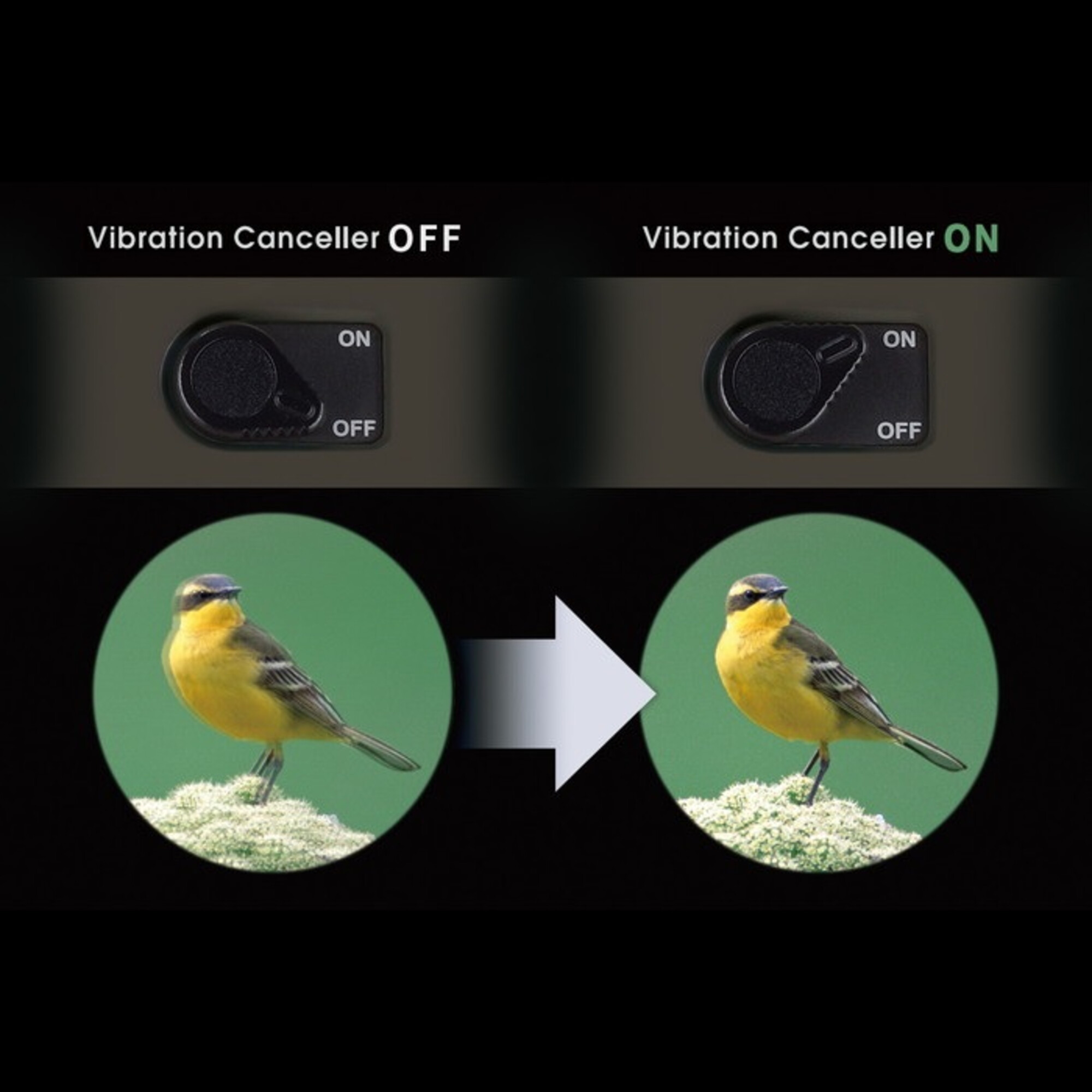 Das Bild zeigt einen Vergleich der Vibrationskompensation. Ein Vogel wird mit und ohne Funktion durch einen grünen Kreis gezeigt.