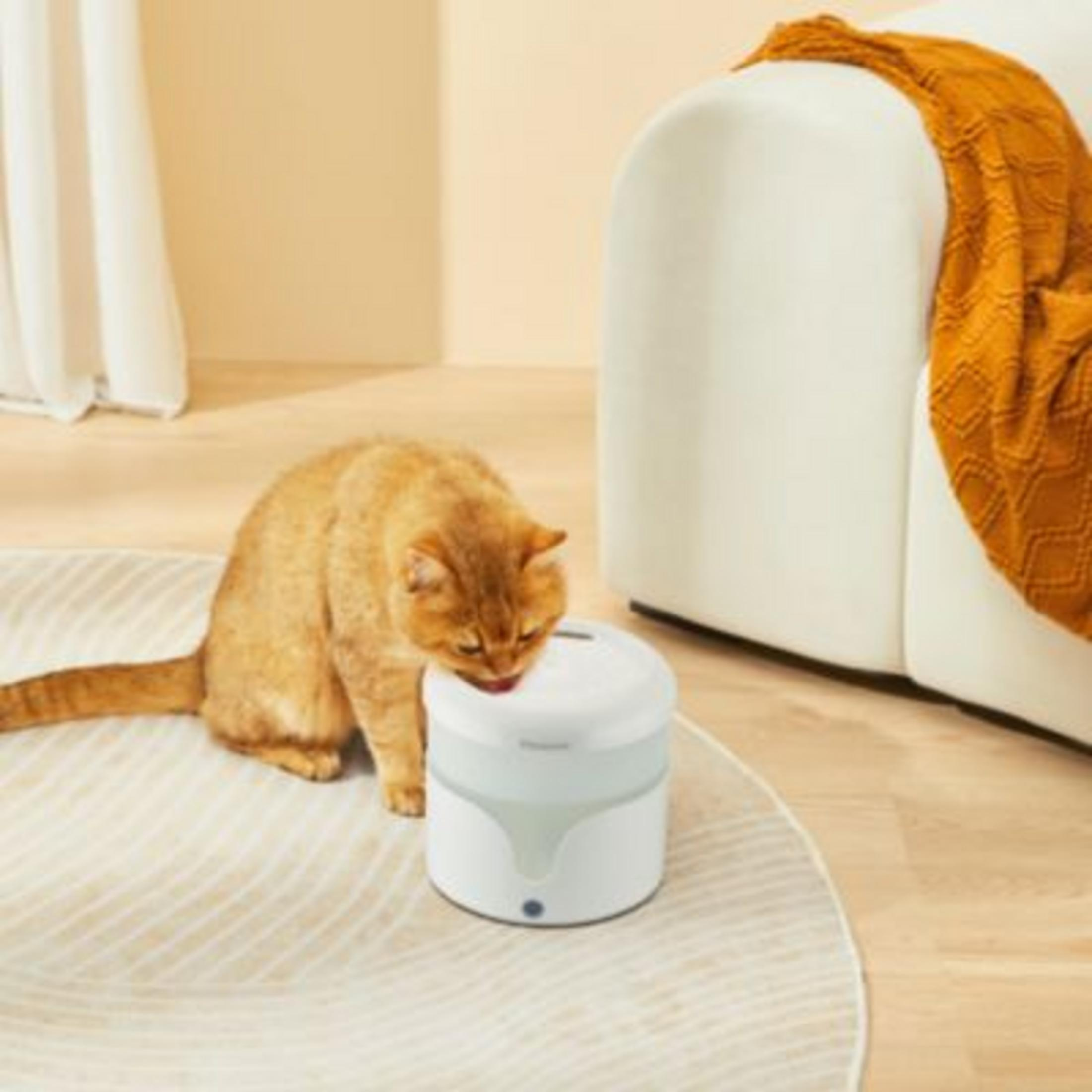 Złoty kot pije z białej fontanny. Kremowy dywan i biała sofa z pomarańczowym kocem w tle.