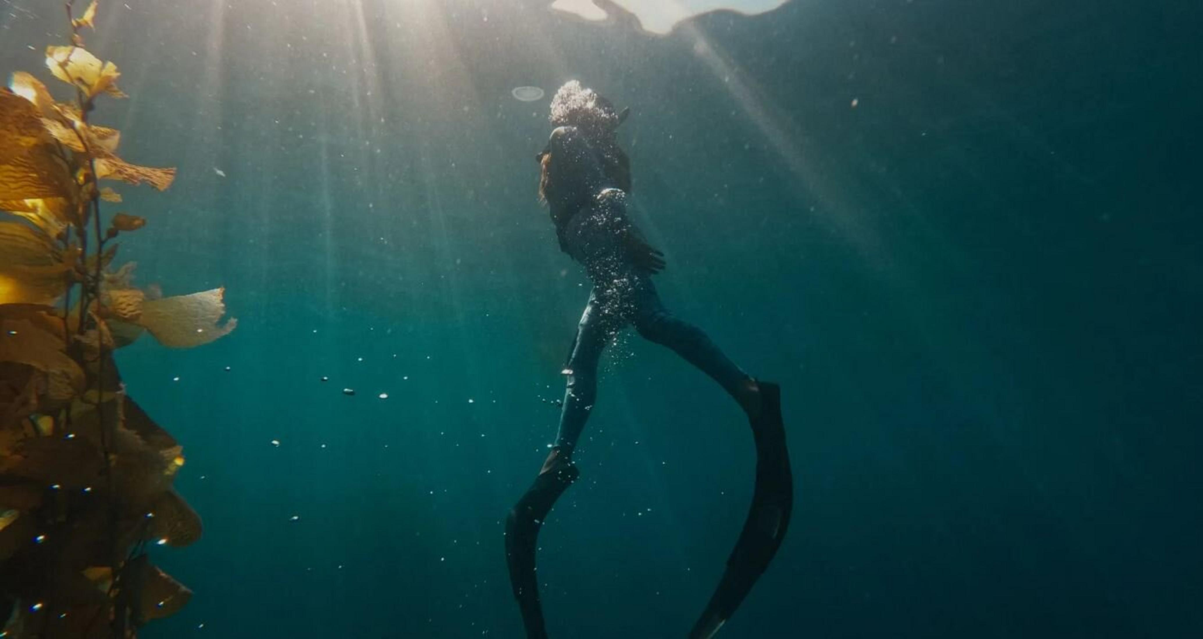 Ein Taucher schwimmt unter Wasser, Sonnenlicht scheint hindurch. Links ist Seetang. Blasen schweben im Wasser.