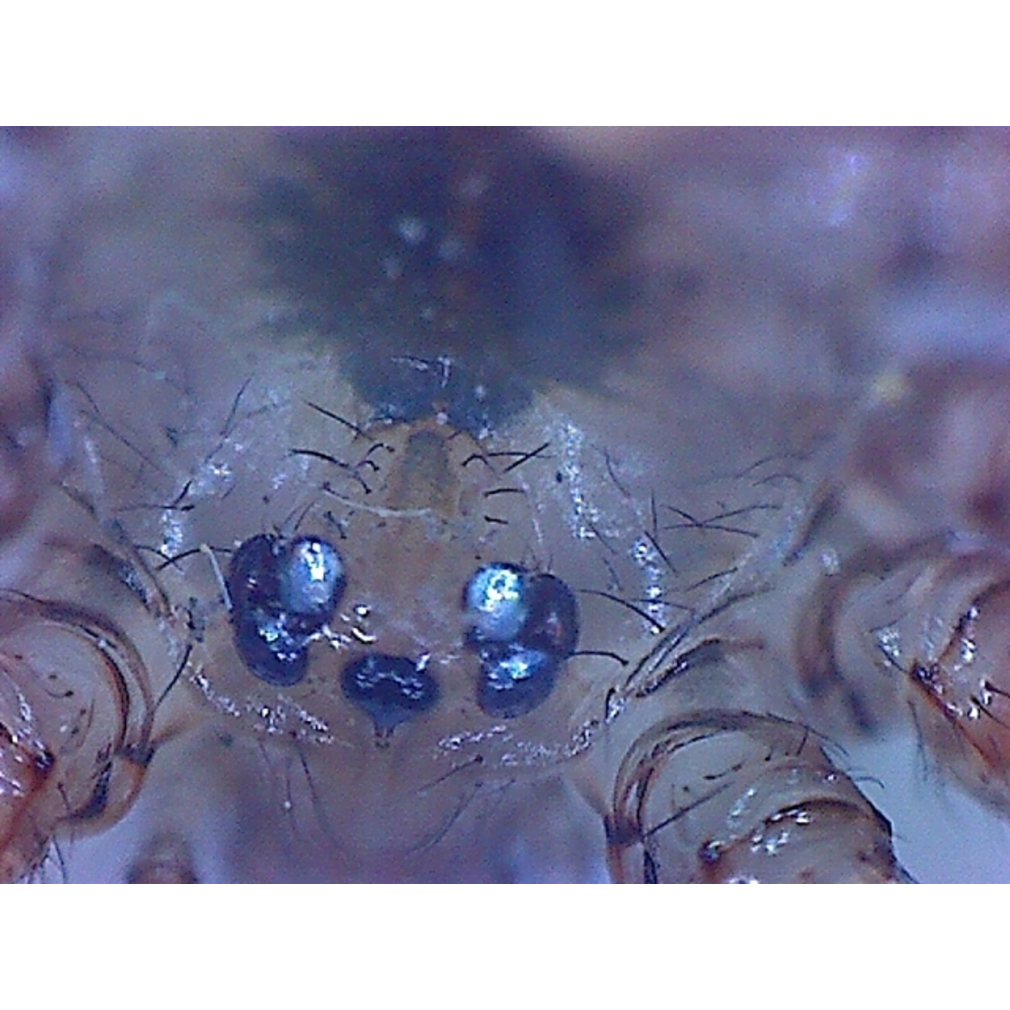Nahaufnahme des Gesichts einer Spinne mit zwei großen Augen und behaarten Beinen. Die Spinne ist braun mit dunklen Augen.