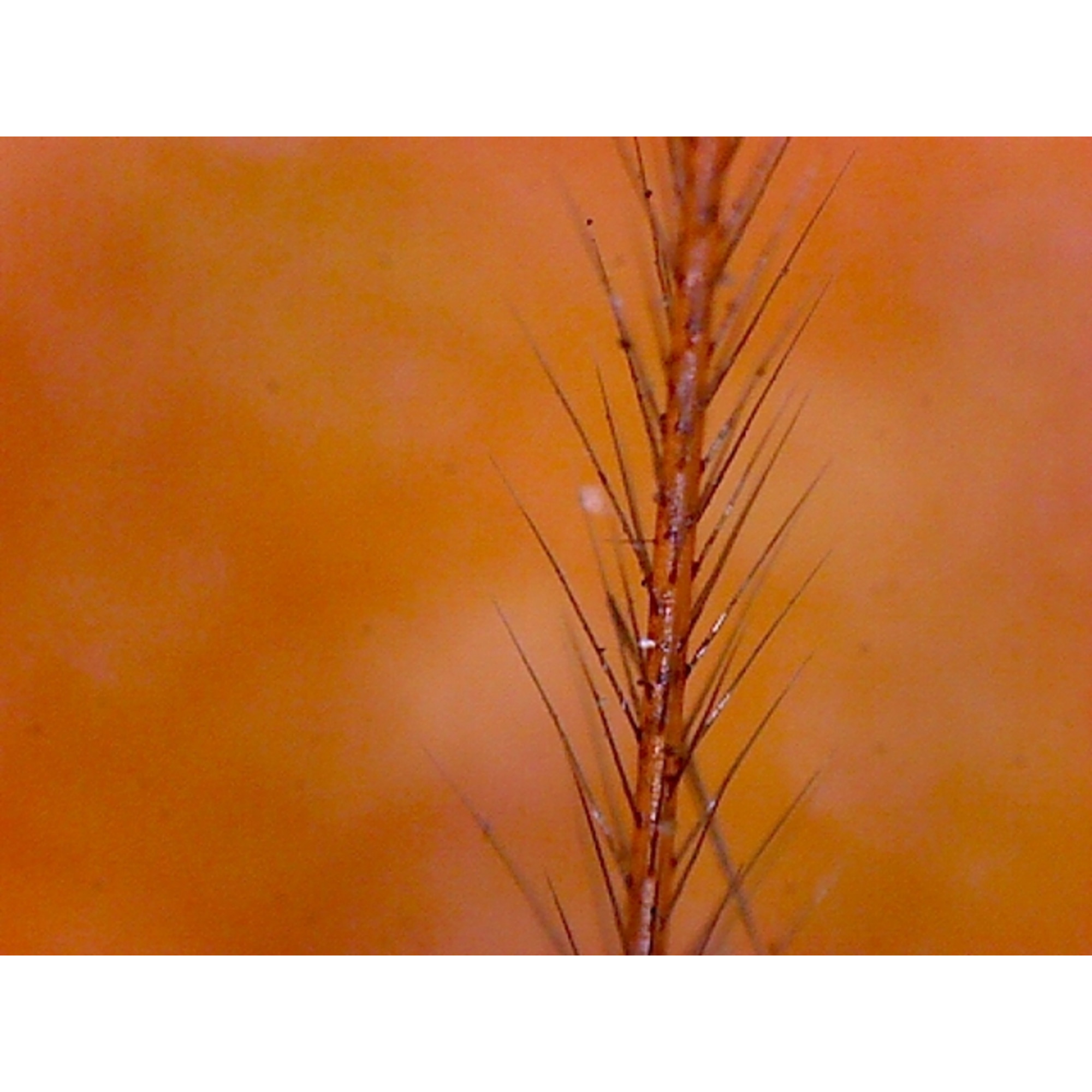 Nahaufnahme eines Pflanzenstiels mit vielen dünnen, dunklen Nadeln vor orangefarbenem Hintergrund.