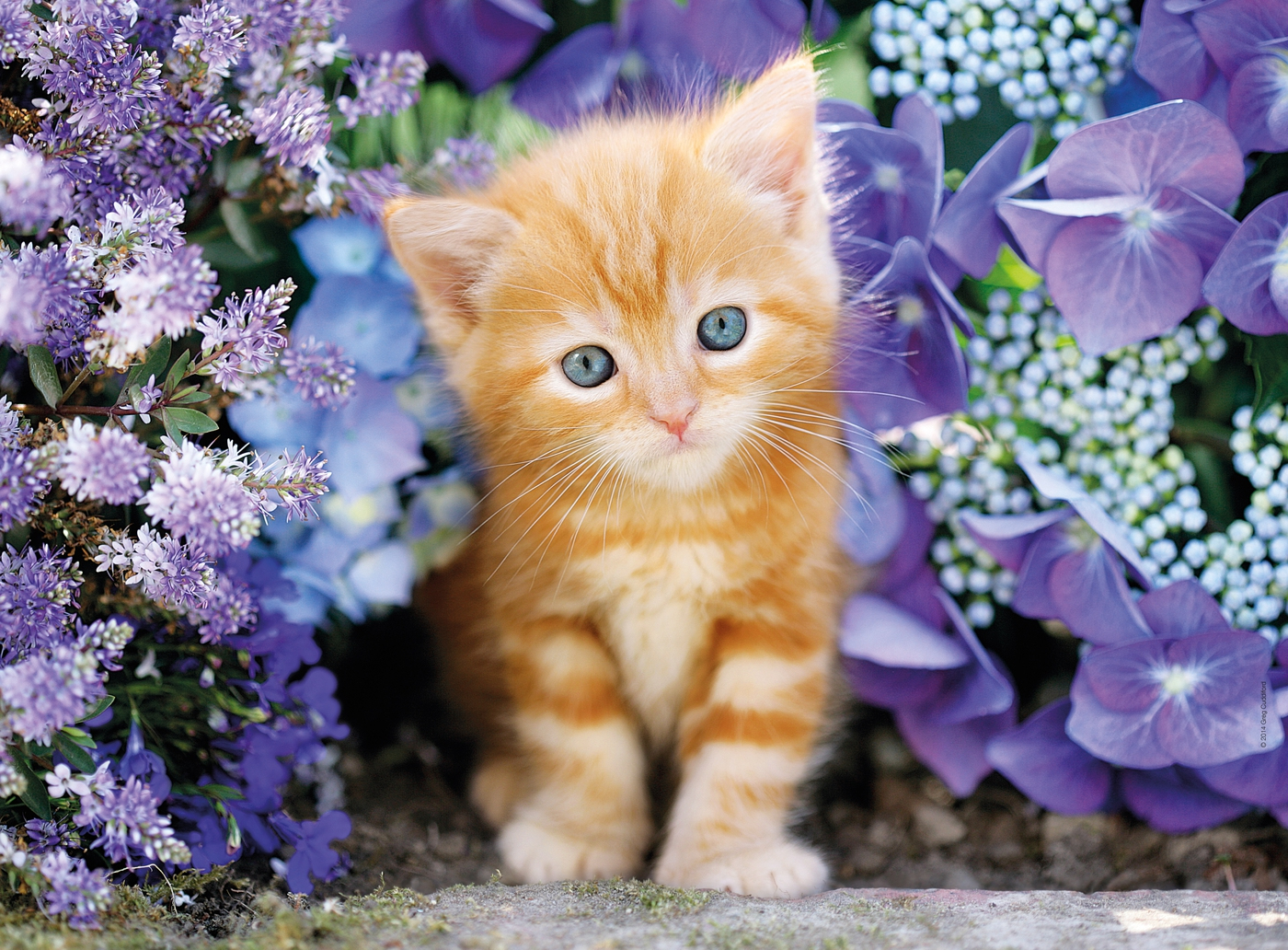 An orange kitten with blue eyes sits among purple and blue flowers. The kitten looks directly at the viewer.