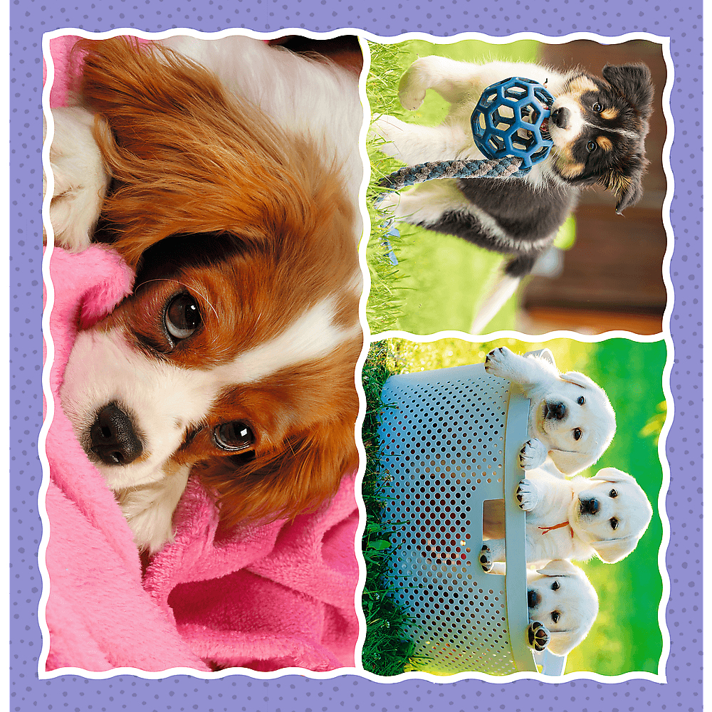 Eine Collage zeigt drei Welpen: einer in Rosa eingewickelt, einer mit einem blauen Ball und zwei in einem Korb. Der Hintergrund ist grün.