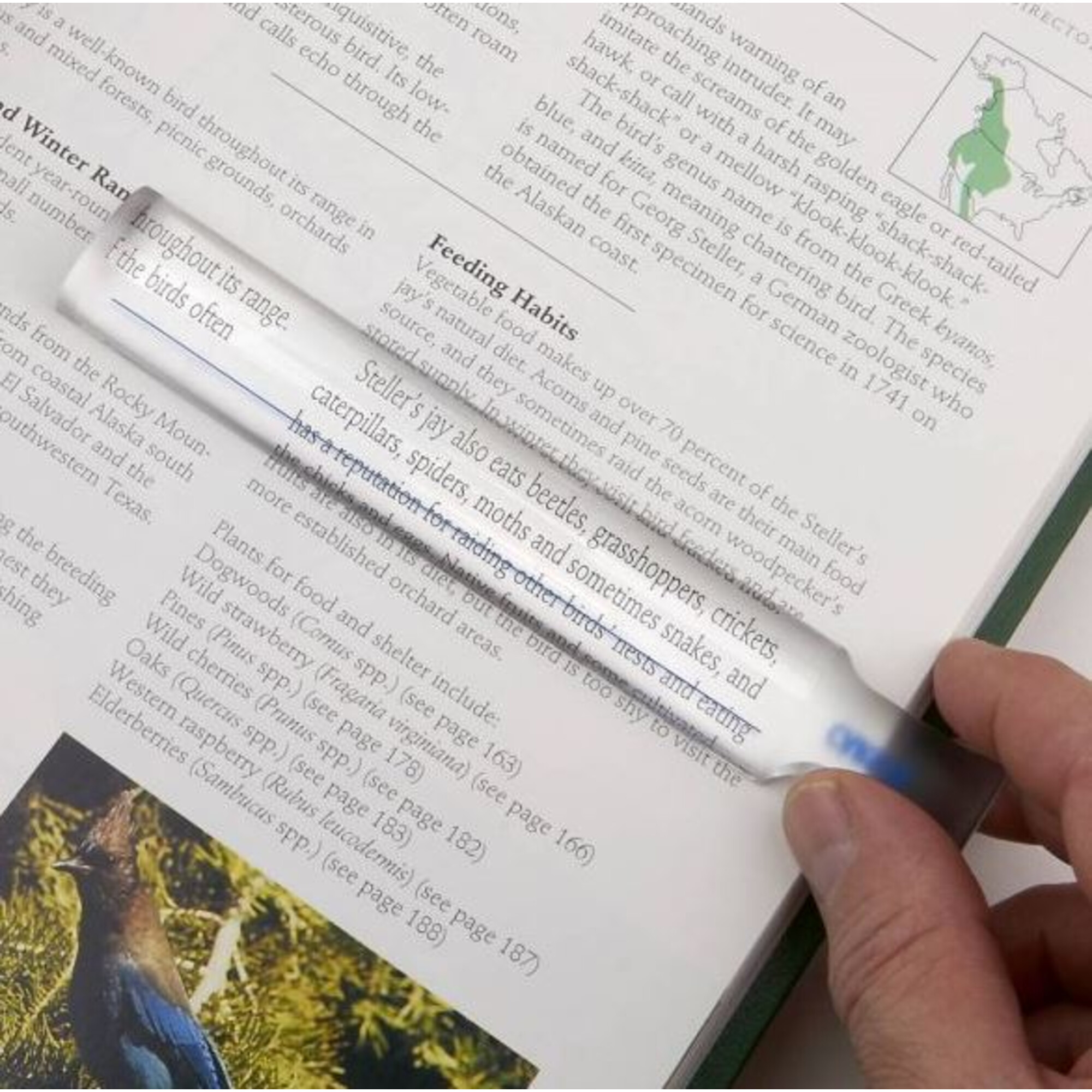 Eine Hand hält eine Lupe über einer Buchseite mit Text über Vögel. Der Text ist auf Englisch.