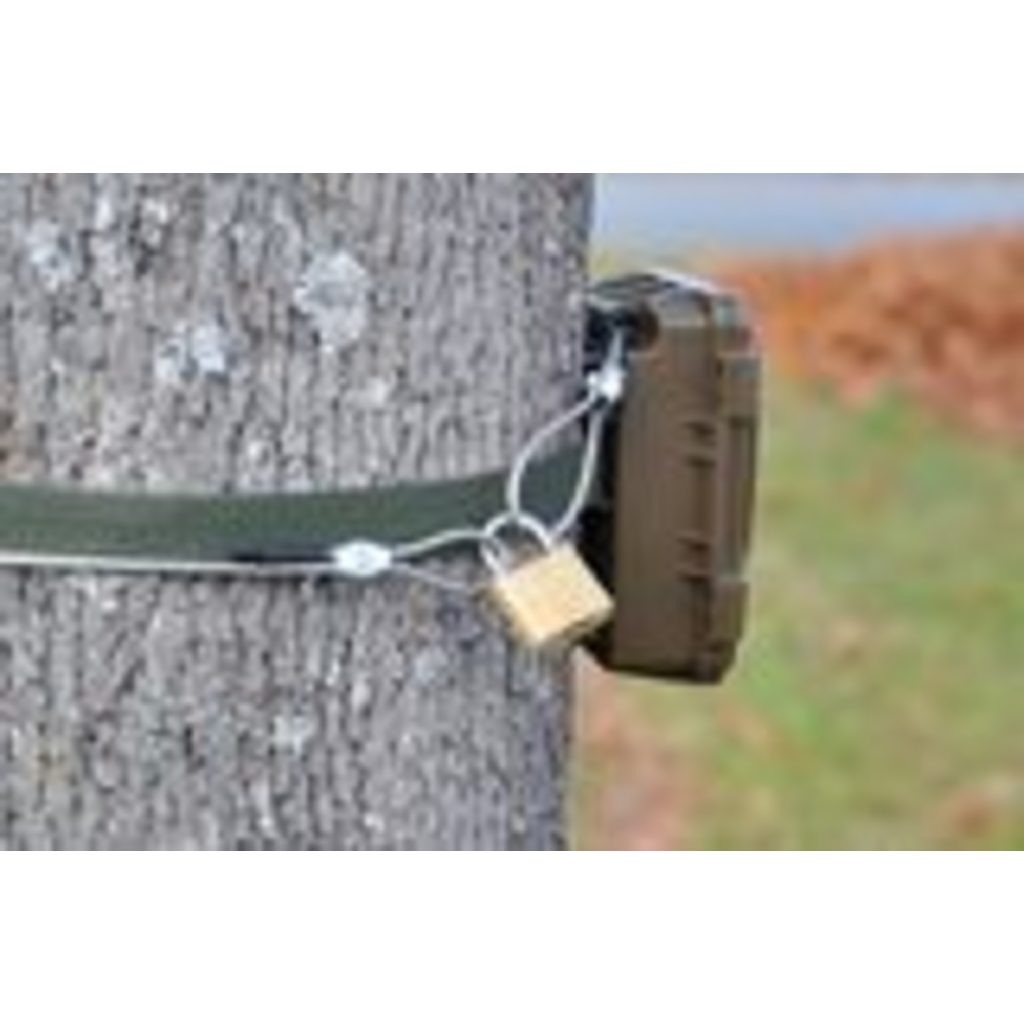 Eine Wildkamera ist mit einem Riemen, Kabel und Vorhängeschloss an einem Baum befestigt. Hintergrund: Gras und verschwommenes Laub.