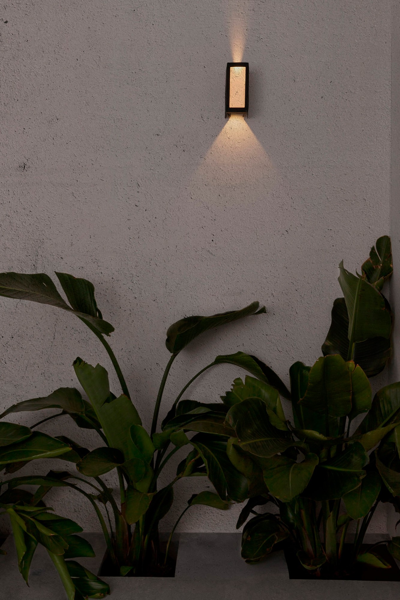 Un muro scuro con una lampada rettangolare illuminata e grandi piante verdi sottostanti. Il muro è grigio con una trama ruvida.