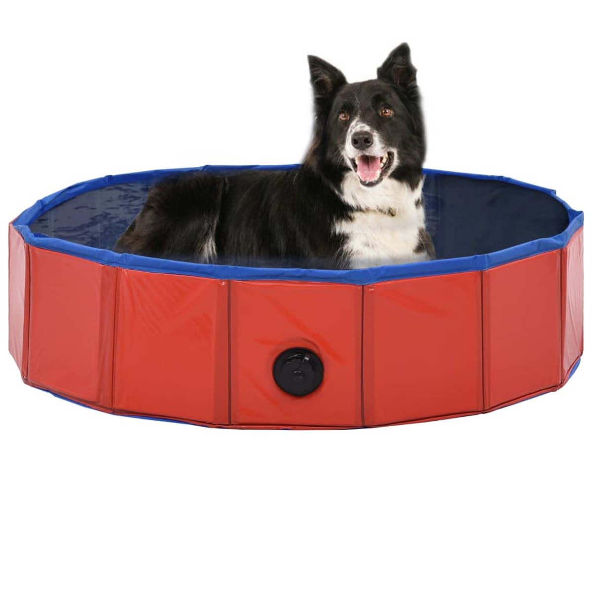 Ein schwarz-weißer Hund befindet sich in einem rot-blauen Pool. Der Hund schaut mit offenem Mund in die Kamera.