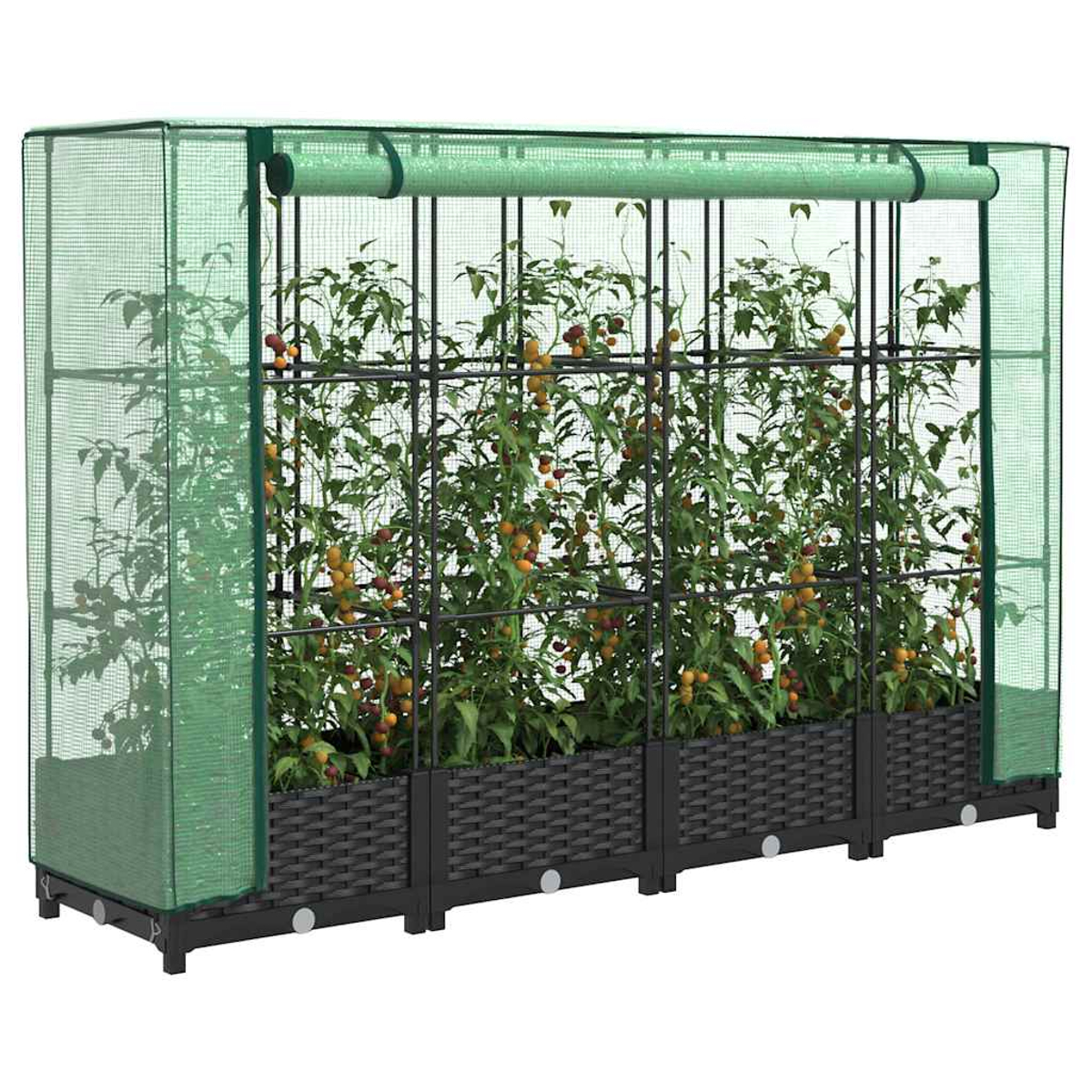 Una serra con piante di pomodoro. La rete verde copre il telaio. Pomodori maturi pendono dalle piante, che sono in fioriere di vimini scuro.