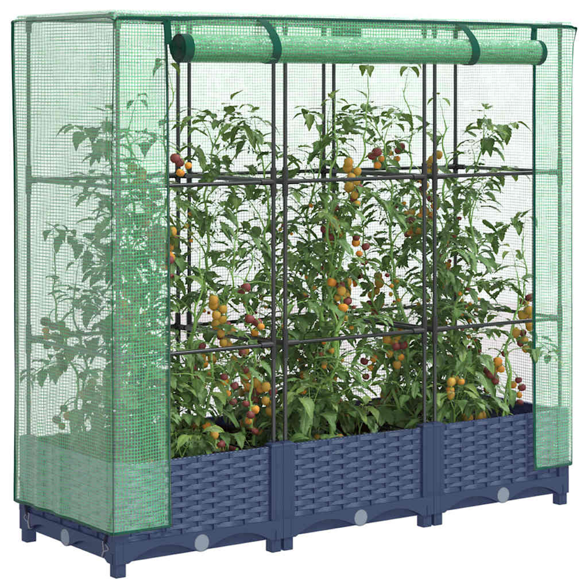 Una serra verde con piante di pomodoro. Le piante hanno foglie verdi e pomodori rossi/gialli. Fioriere blu scuro intrecciate.