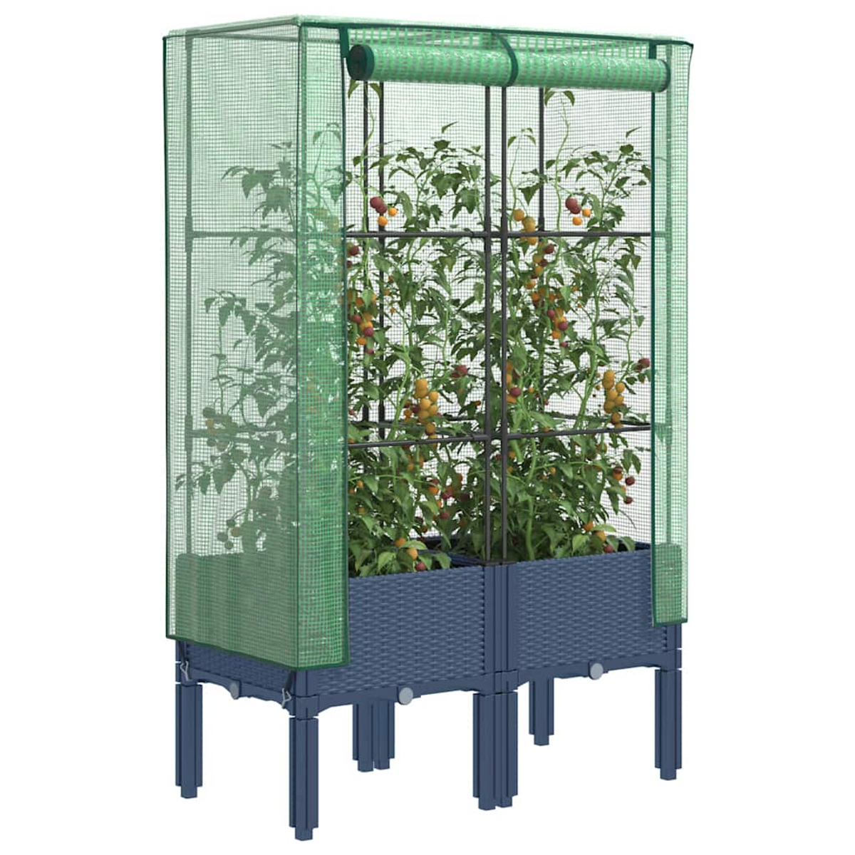 Una serra verde con piante di pomodori all'interno. La struttura ha una base e gambe blu scuro, con lati e parte superiore a rete.