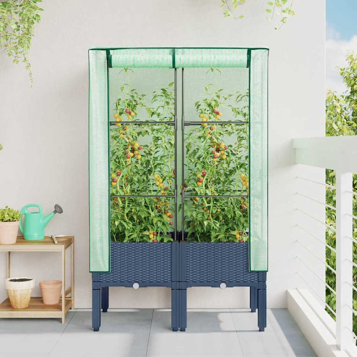 Una serra per pomodori su un balcone. I pomodori crescono all'interno. Un annaffiatoio e dei vasi sono di lato.