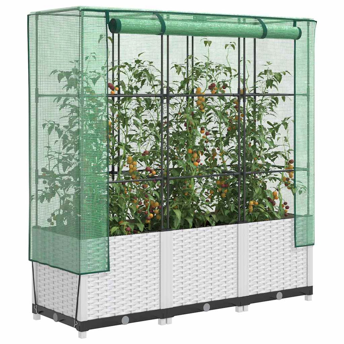 Una serra con piante di pomodoro. Fioriera bianca intrecciata con copertura in rete verde. I pomodori sono gialli e rossi.