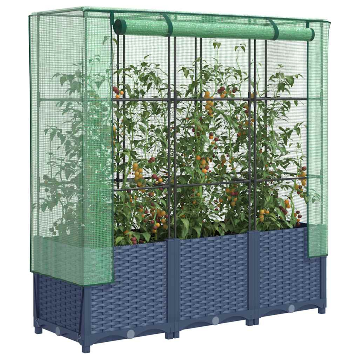 Un'aiuola rialzata con piante di pomodoro all'interno di un recinto a rete verde. Il letto è blu e i pomodori sono gialli e rossi.