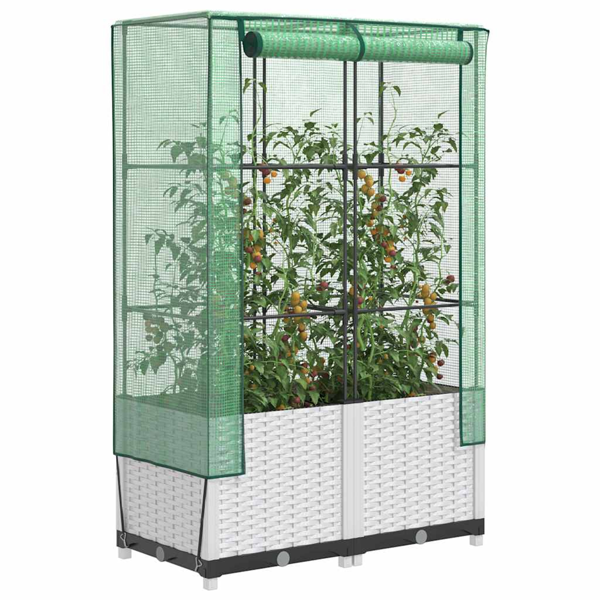 Una serra con piante di pomodori. Una rete verde circonda una fioriera bianca. Si vedono pomodori maturi. La struttura ha un tetto verde.