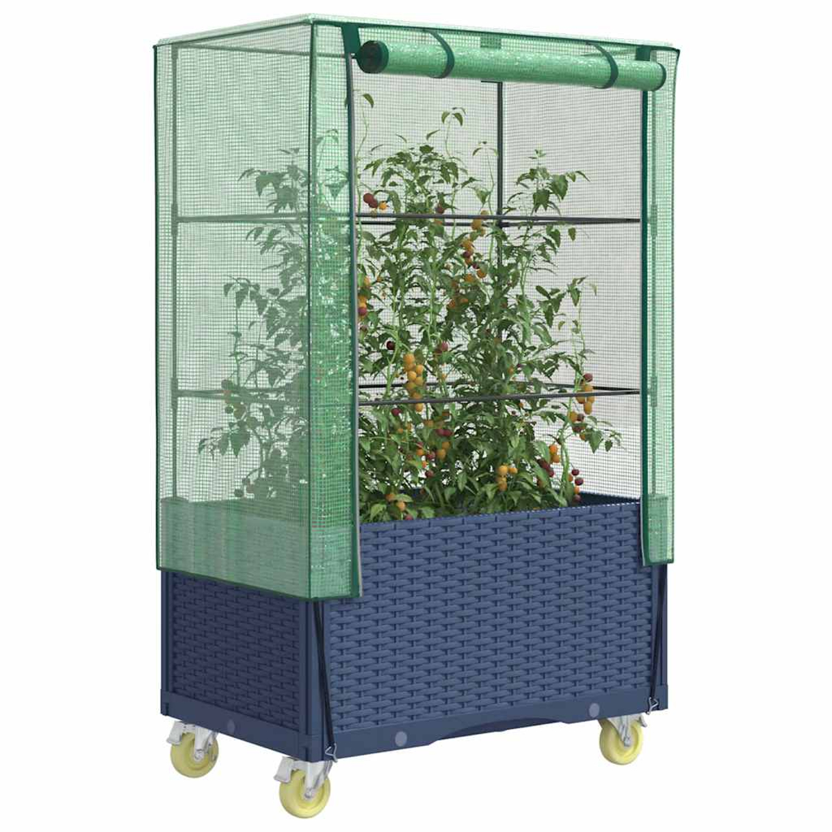 Una pianta di pomodoro cresce in una fioriera blu intrecciata con una copertura di serra verde su ruote.