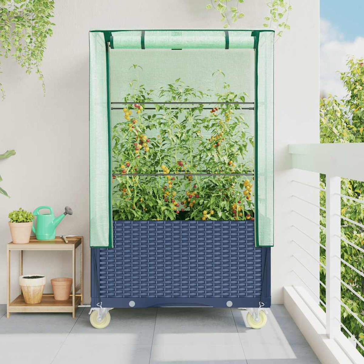 Una serra mobile con pomodori. Si trova su ruote su un balcone, con un tavolino e vasi a sinistra.