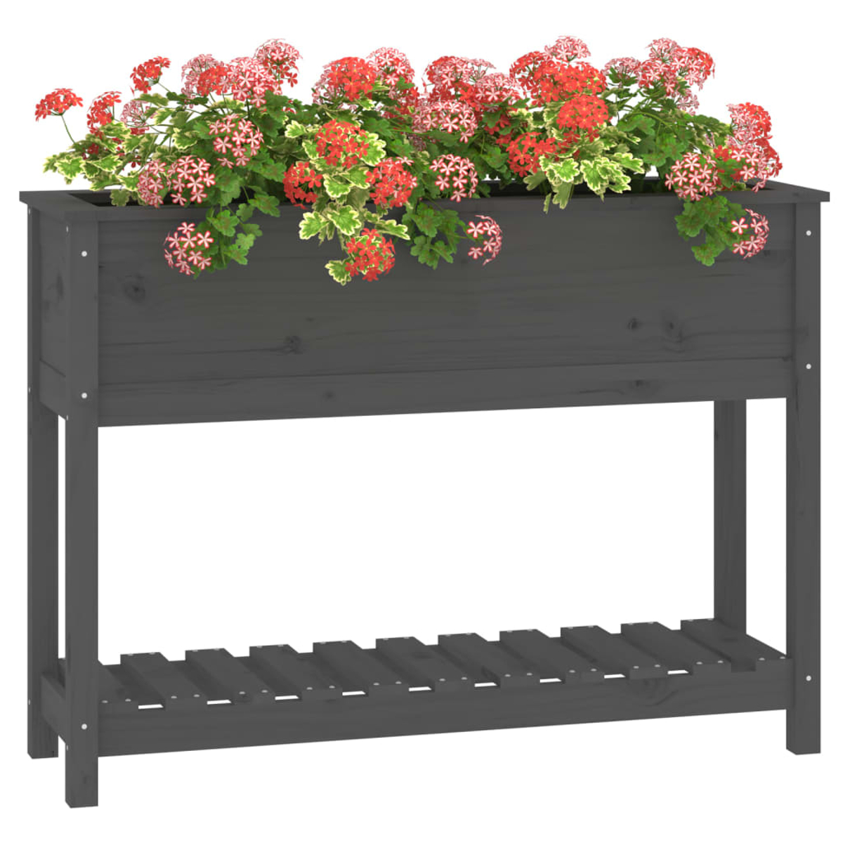 Graue Holzkasten mit roten und rosa Blumen. Darunter befindet sich ein Regal. Der Hintergrund ist weiß.